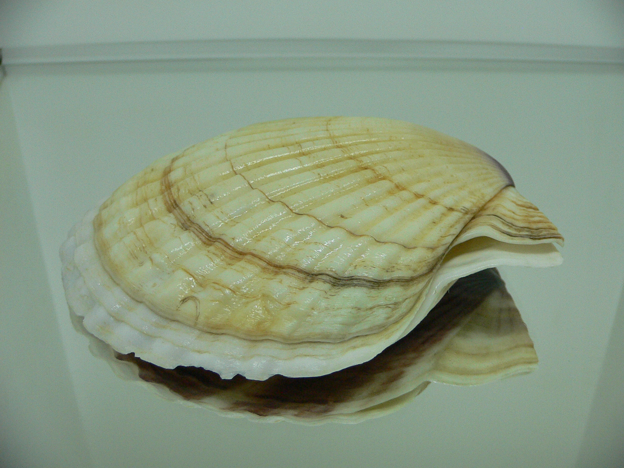 Patinopecten yessoensis VIOLET