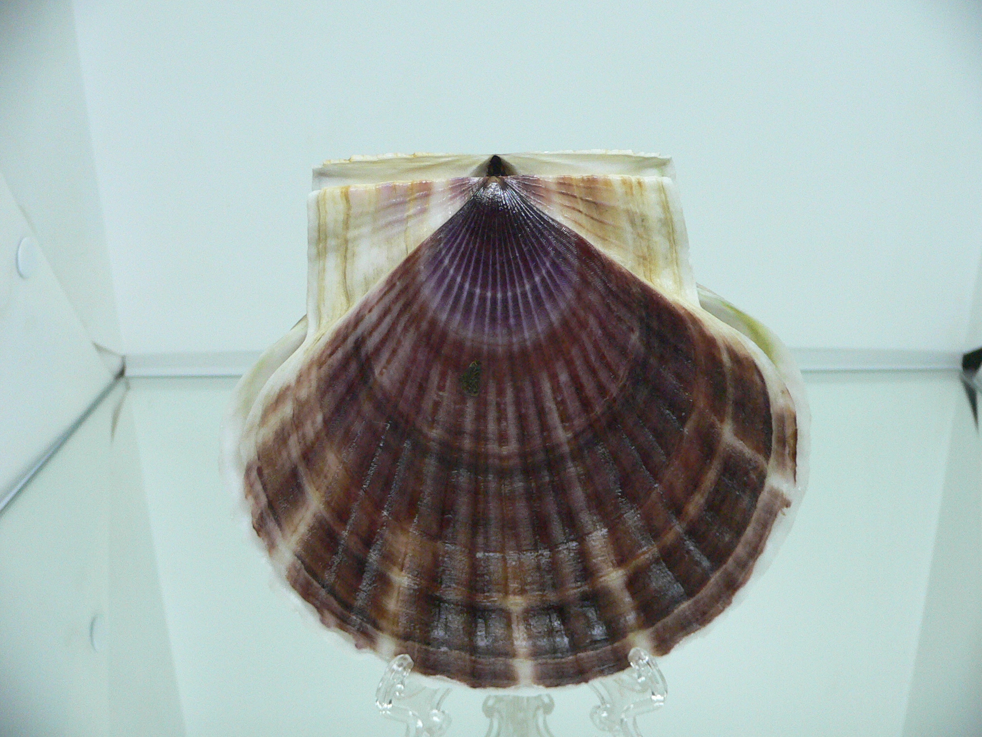 Patinopecten yessoensis VIOLET