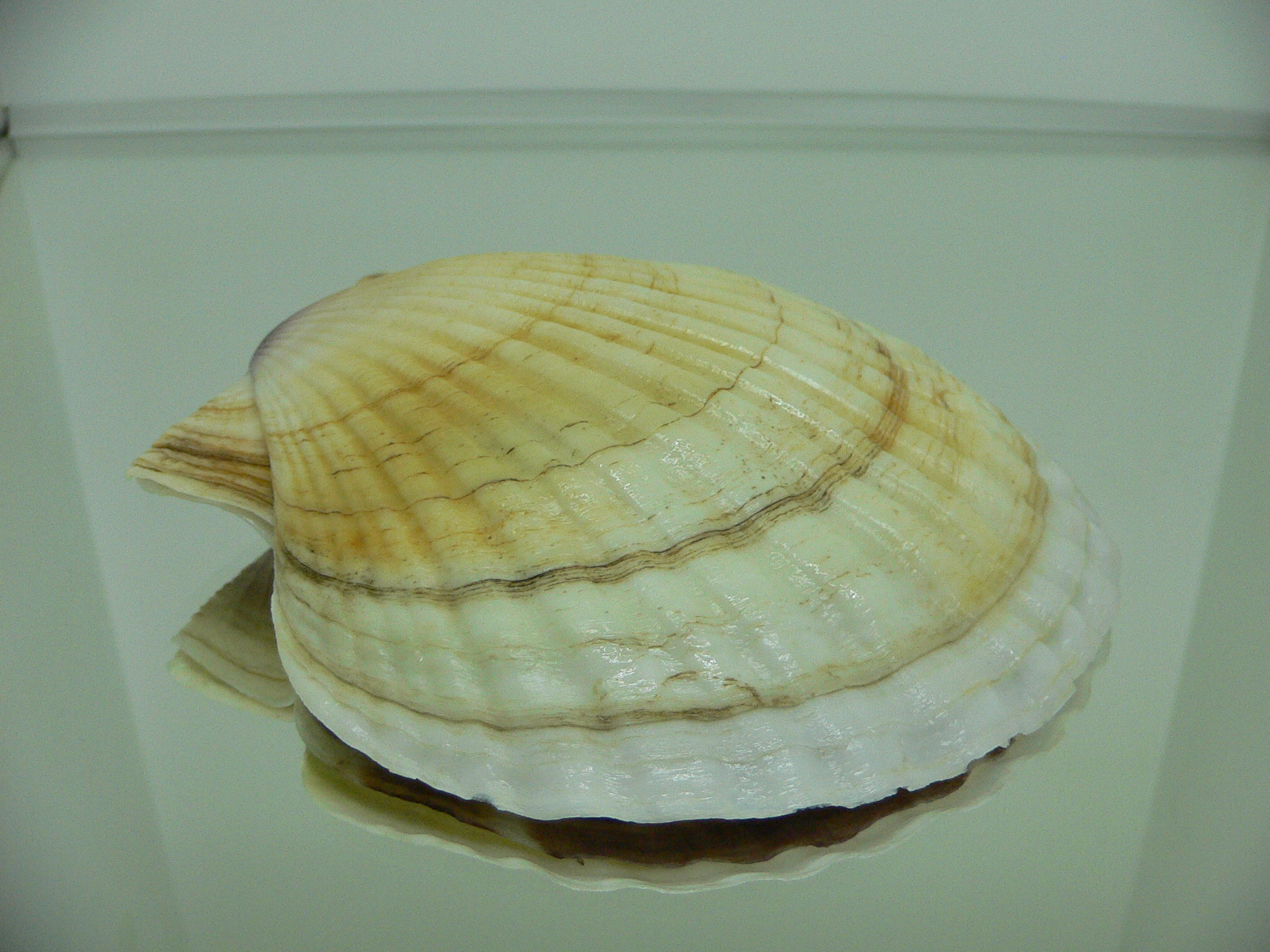 Patinopecten yessoensis VIOLET