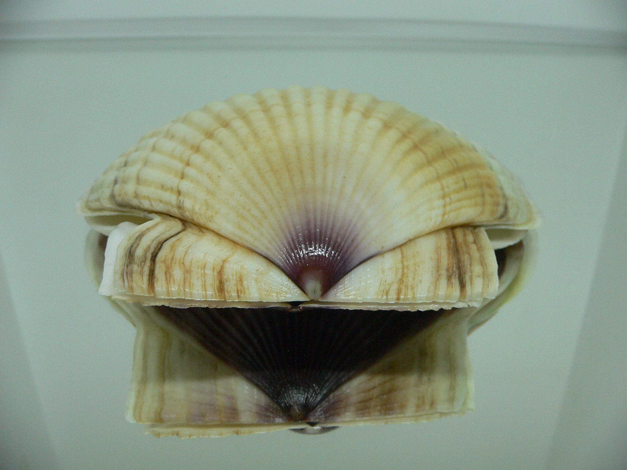 Patinopecten yessoensis VIOLET
