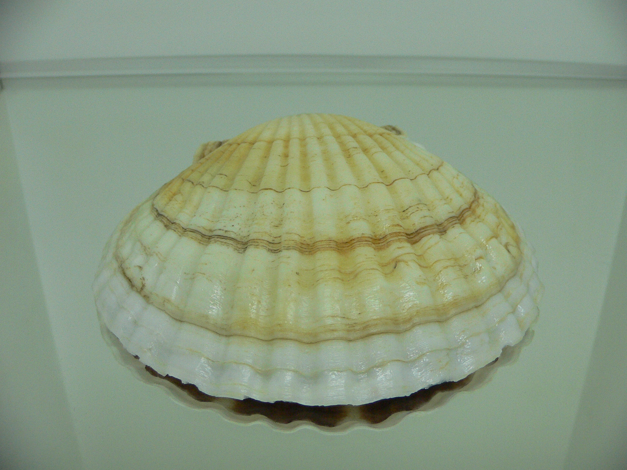 Patinopecten yessoensis VIOLET