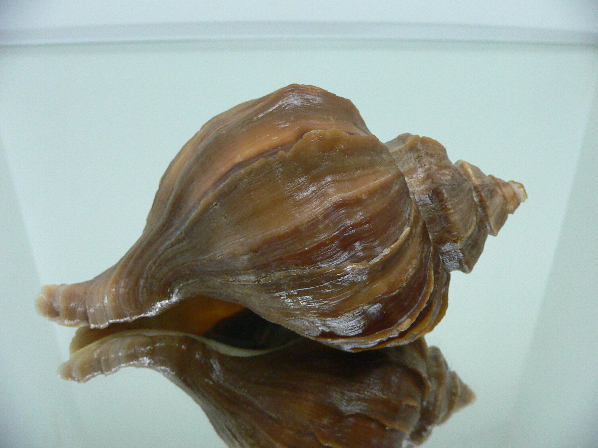 Neptunea polycostata polycostata WIDE