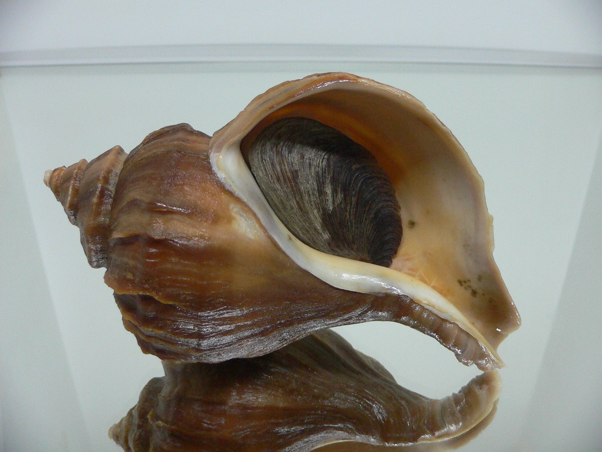 Neptunea polycostata polycostata WIDE