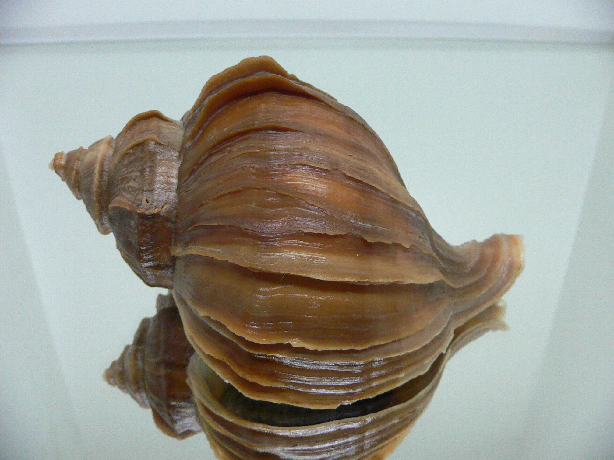 Neptunea polycostata polycostata WIDE