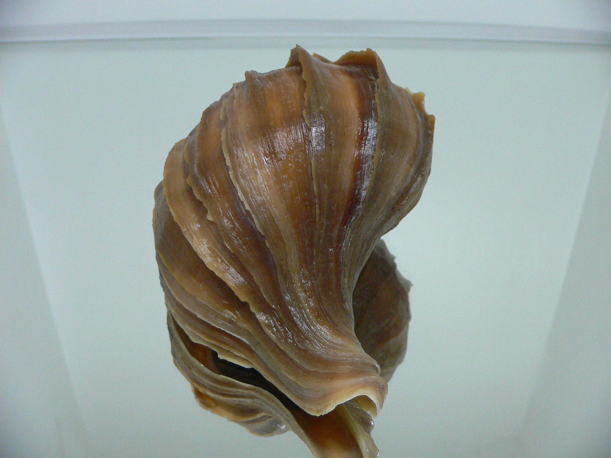 Neptunea polycostata polycostata WIDE