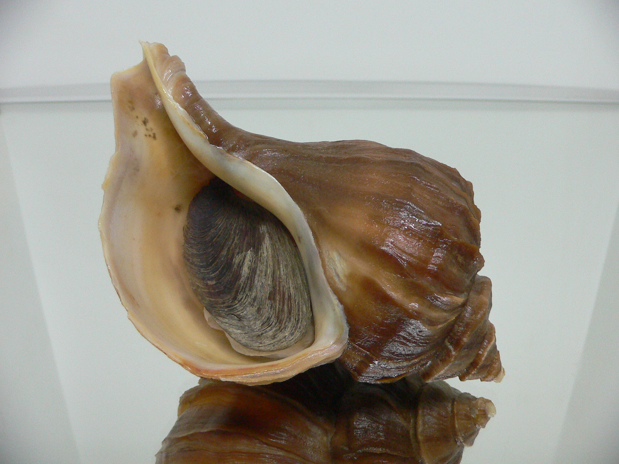 Neptunea polycostata polycostata WIDE