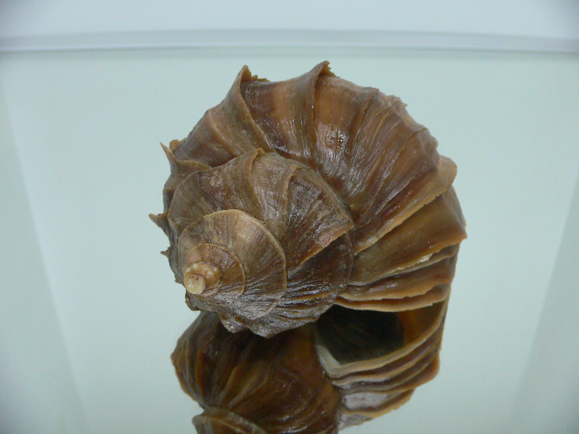 Neptunea polycostata polycostata WIDE