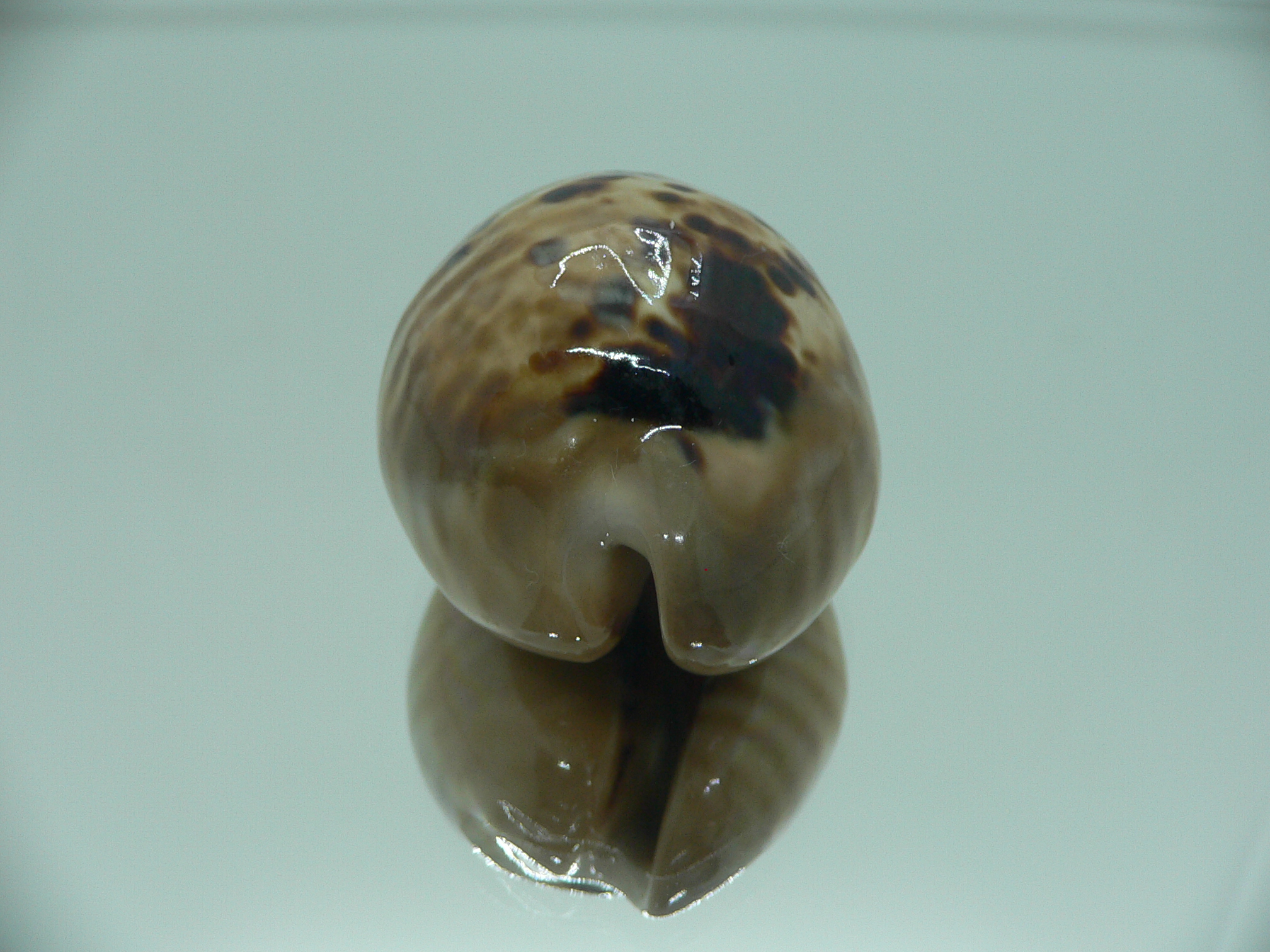 Cypraea mus mus VERY GOOD SIZE & DARK