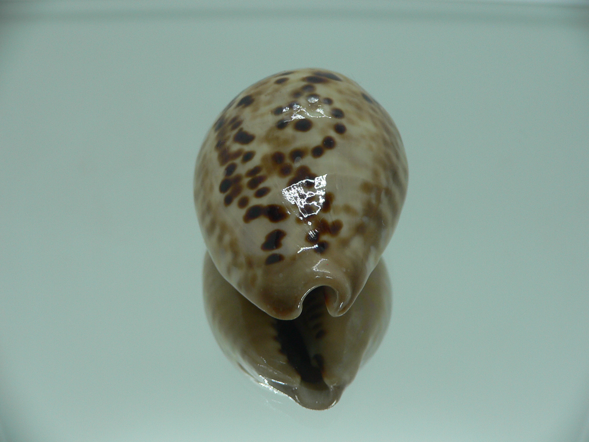 Cypraea mus mus VERY GOOD SIZE & DARK
