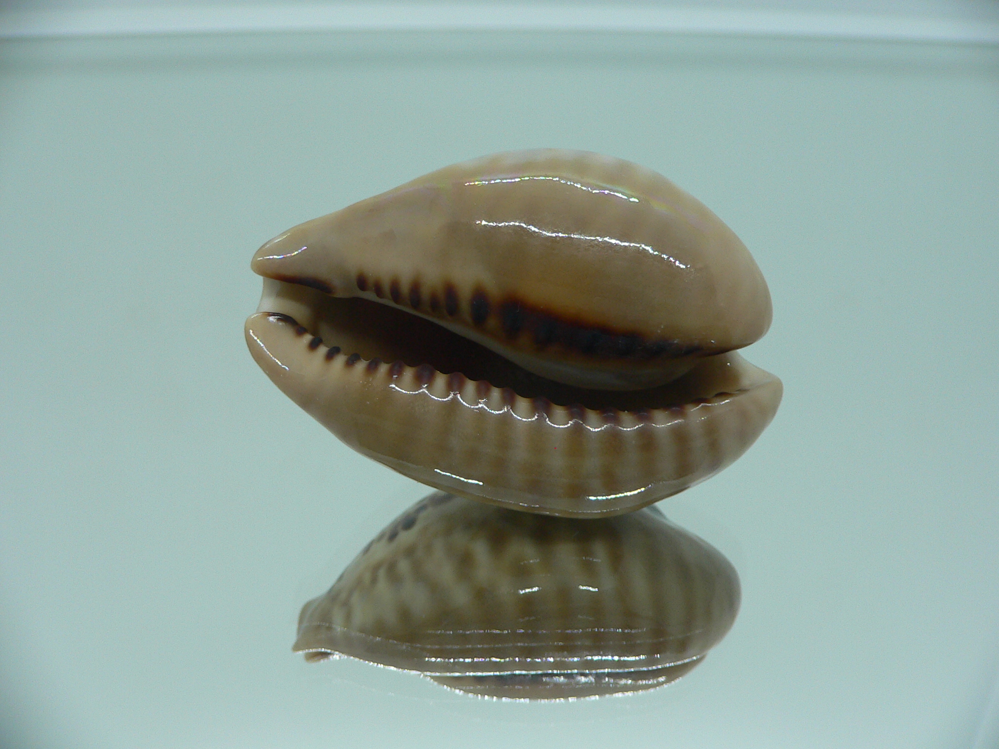 Cypraea mus mus VERY GOOD SIZE & DARK