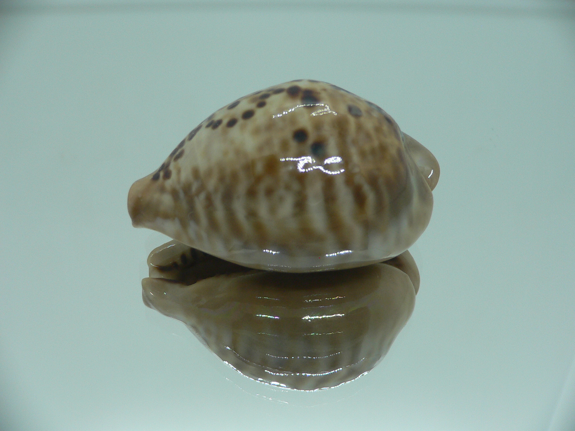 Cypraea mus mus VERY GOOD SIZE & DARK