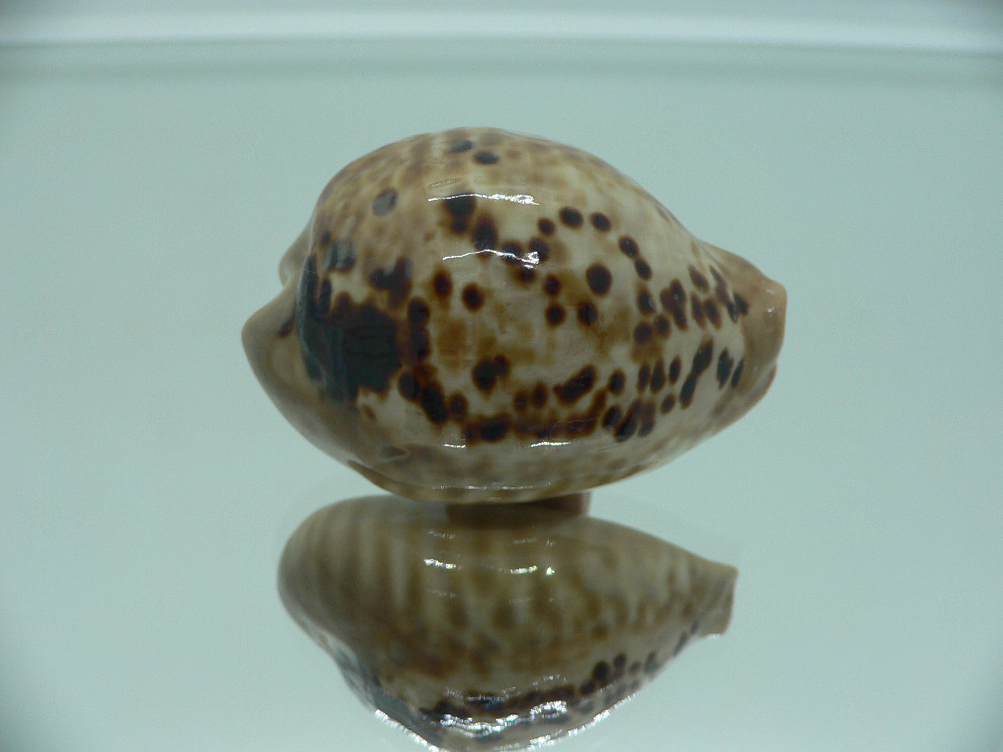 Cypraea mus mus VERY GOOD SIZE & DARK