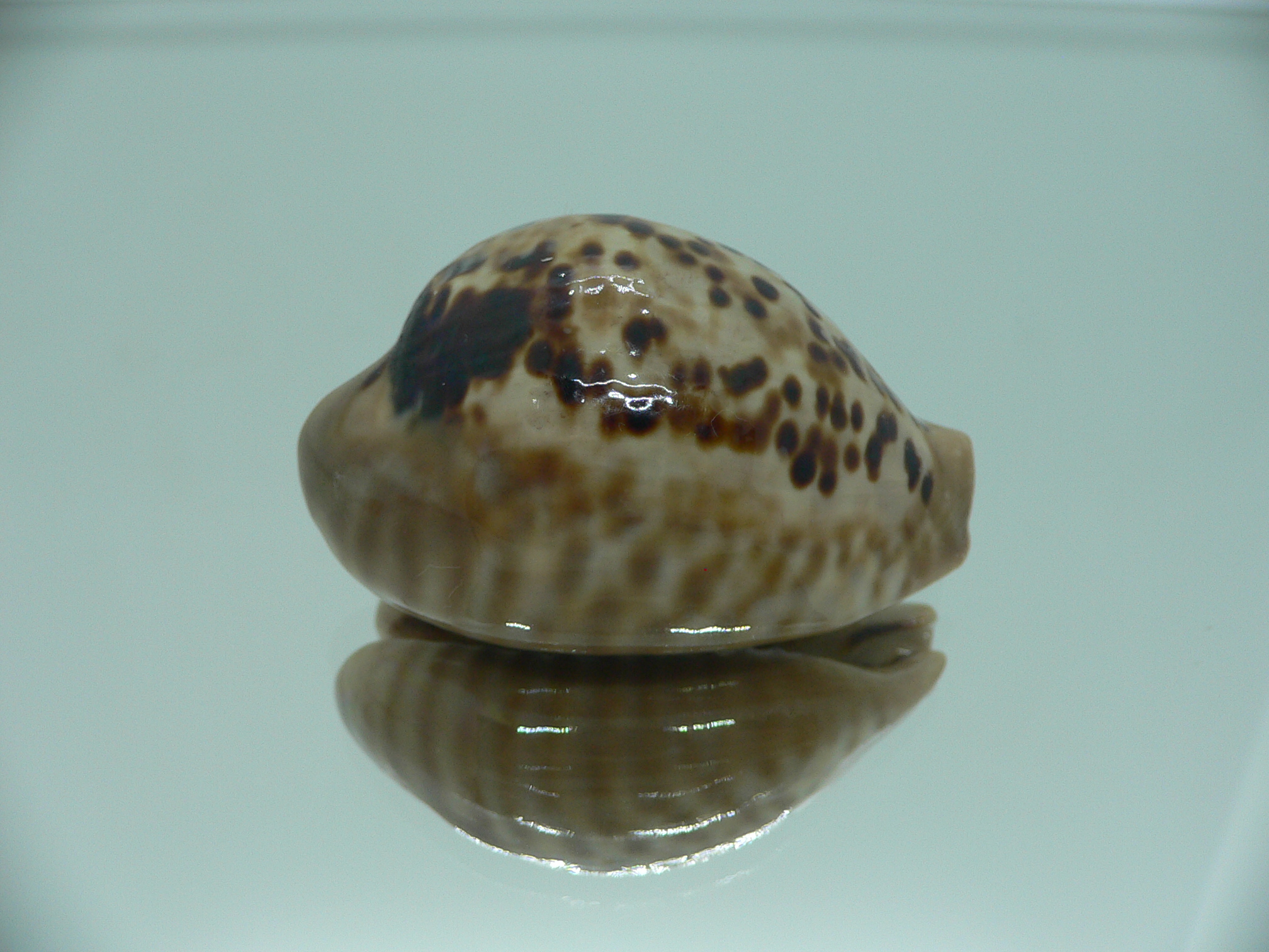 Cypraea mus mus VERY GOOD SIZE & DARK