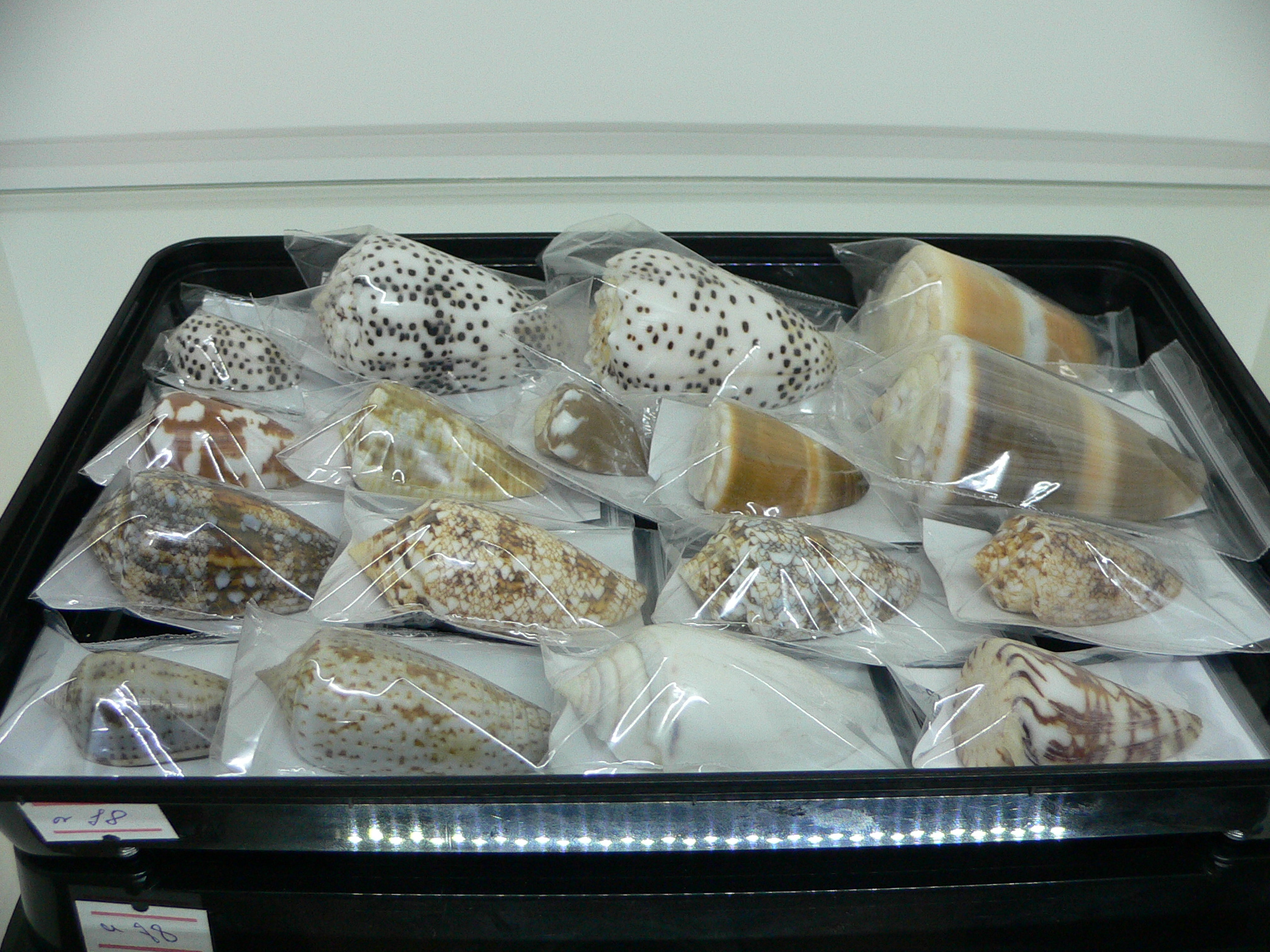 Conus biliosus INDIAN FORM