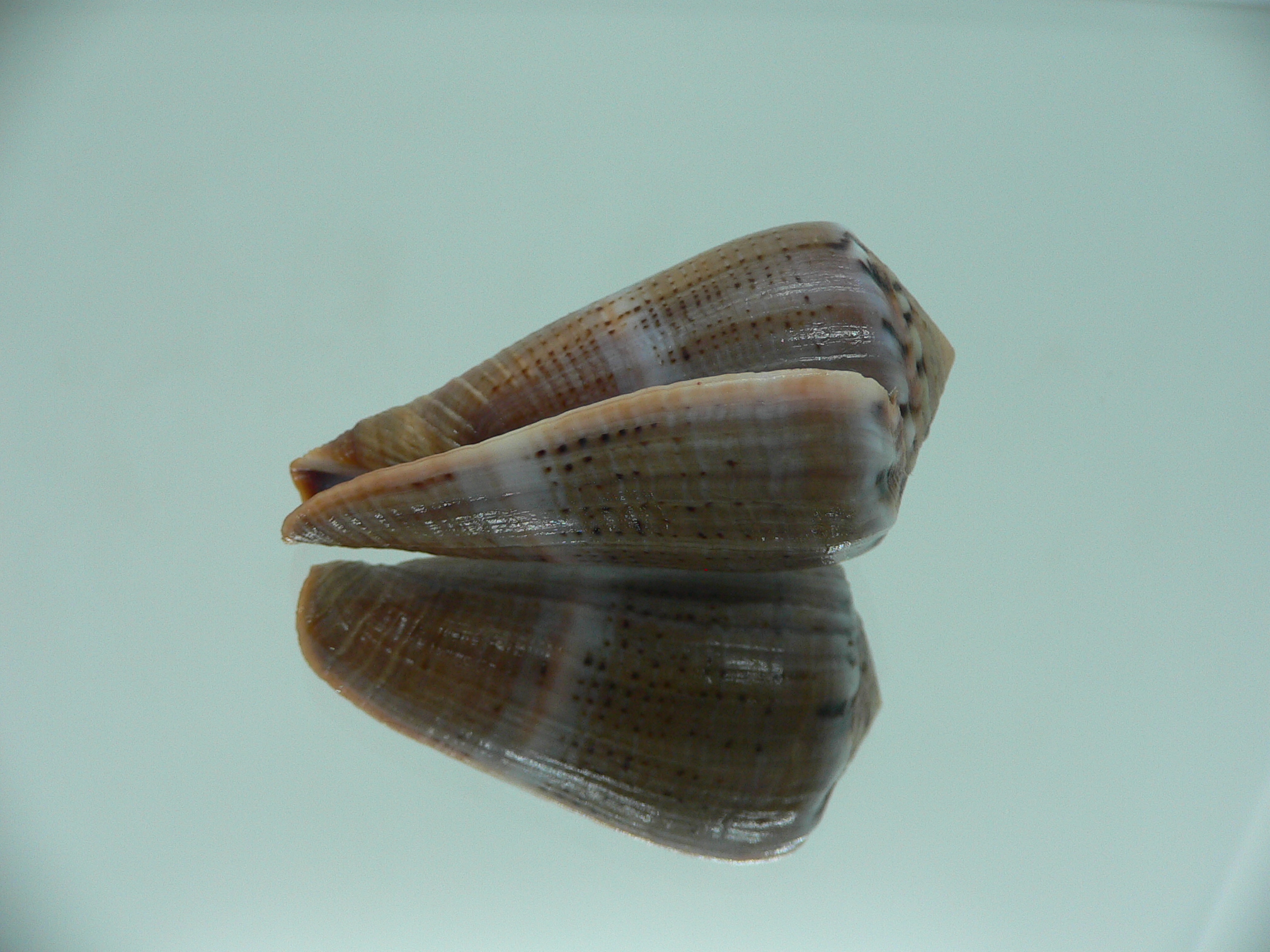 Conus biliosus INDIAN FORM