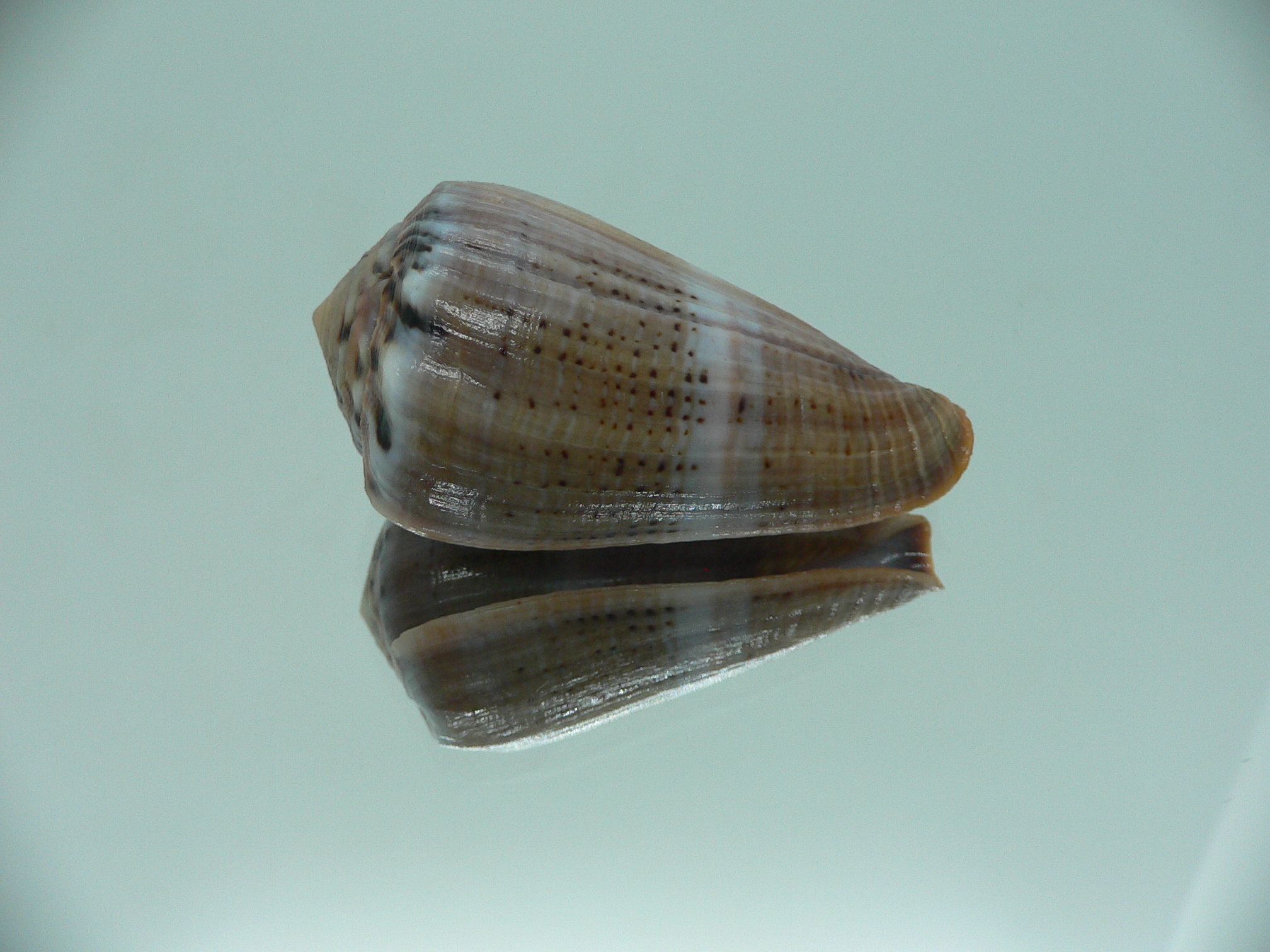 Conus biliosus INDIAN FORM