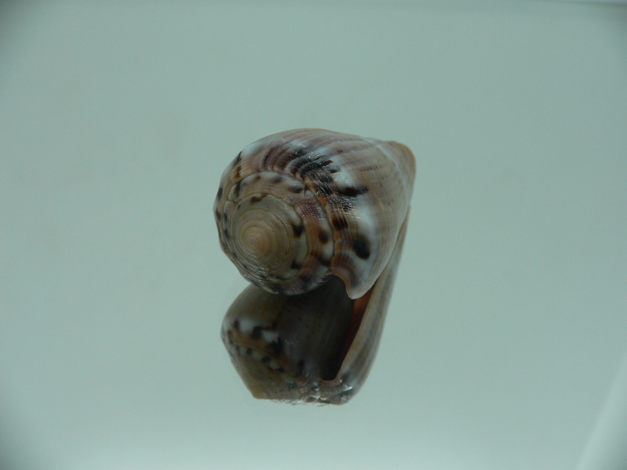 Conus biliosus INDIAN FORM