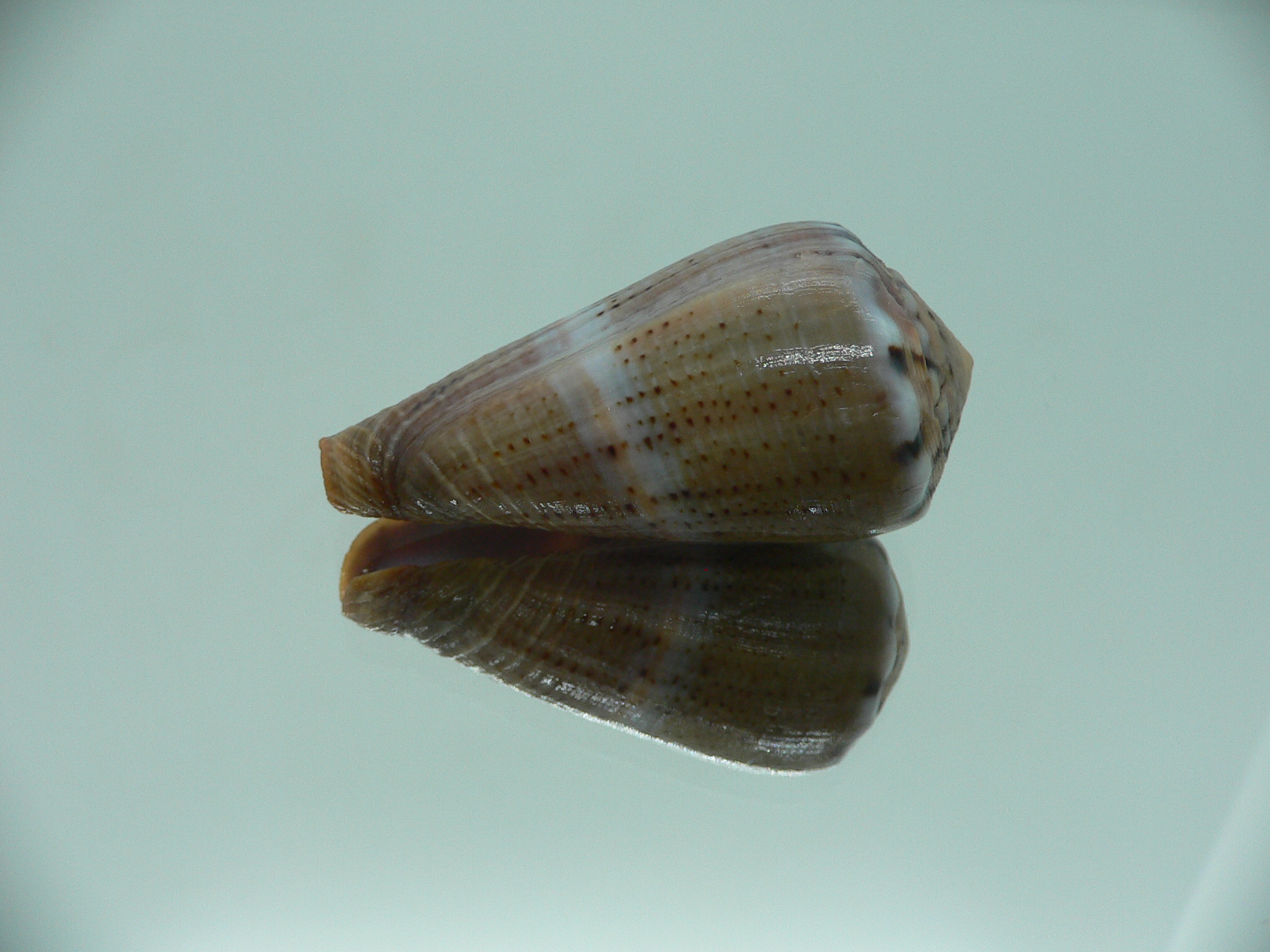 Conus biliosus INDIAN FORM