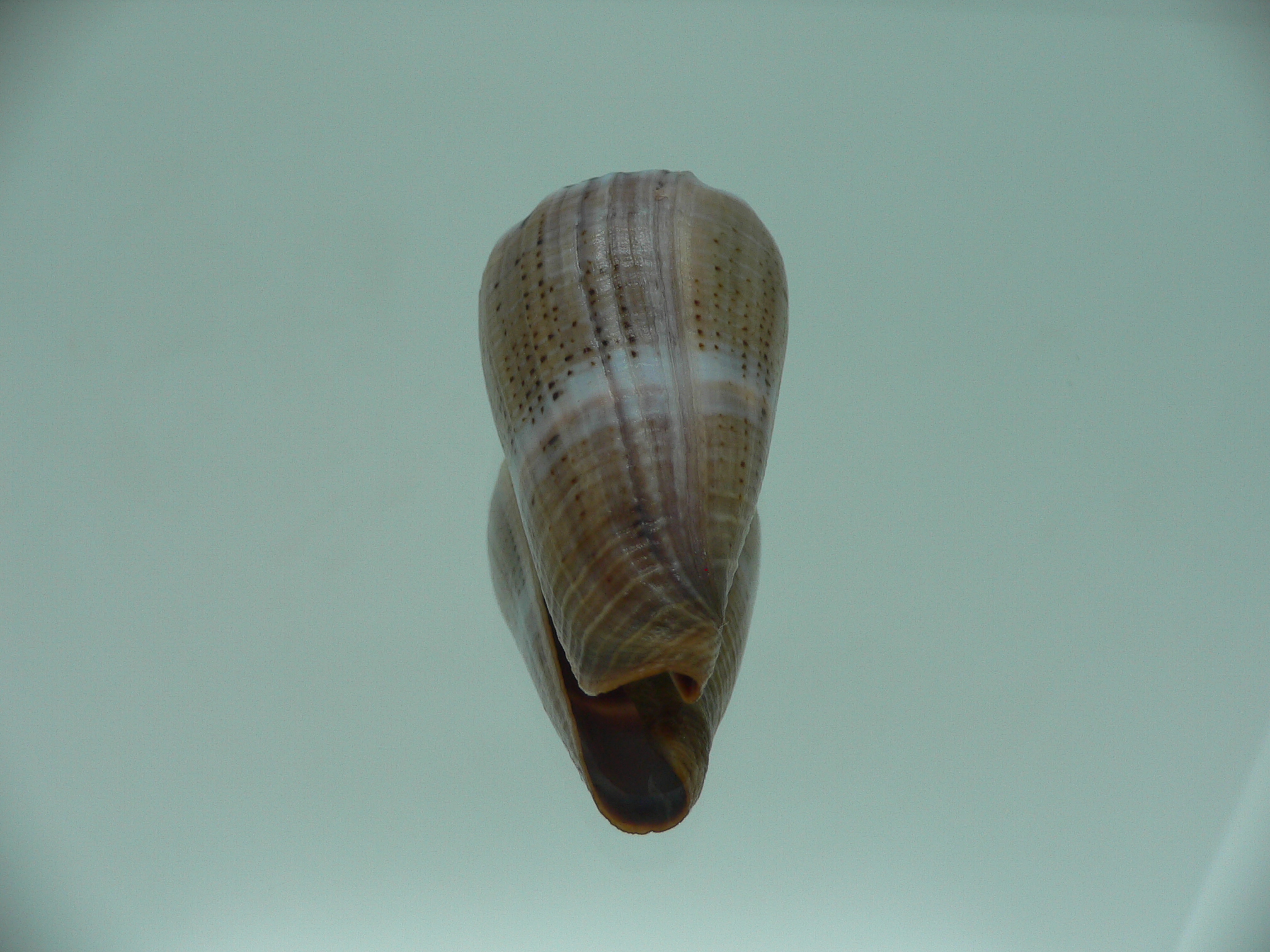Conus biliosus INDIAN FORM