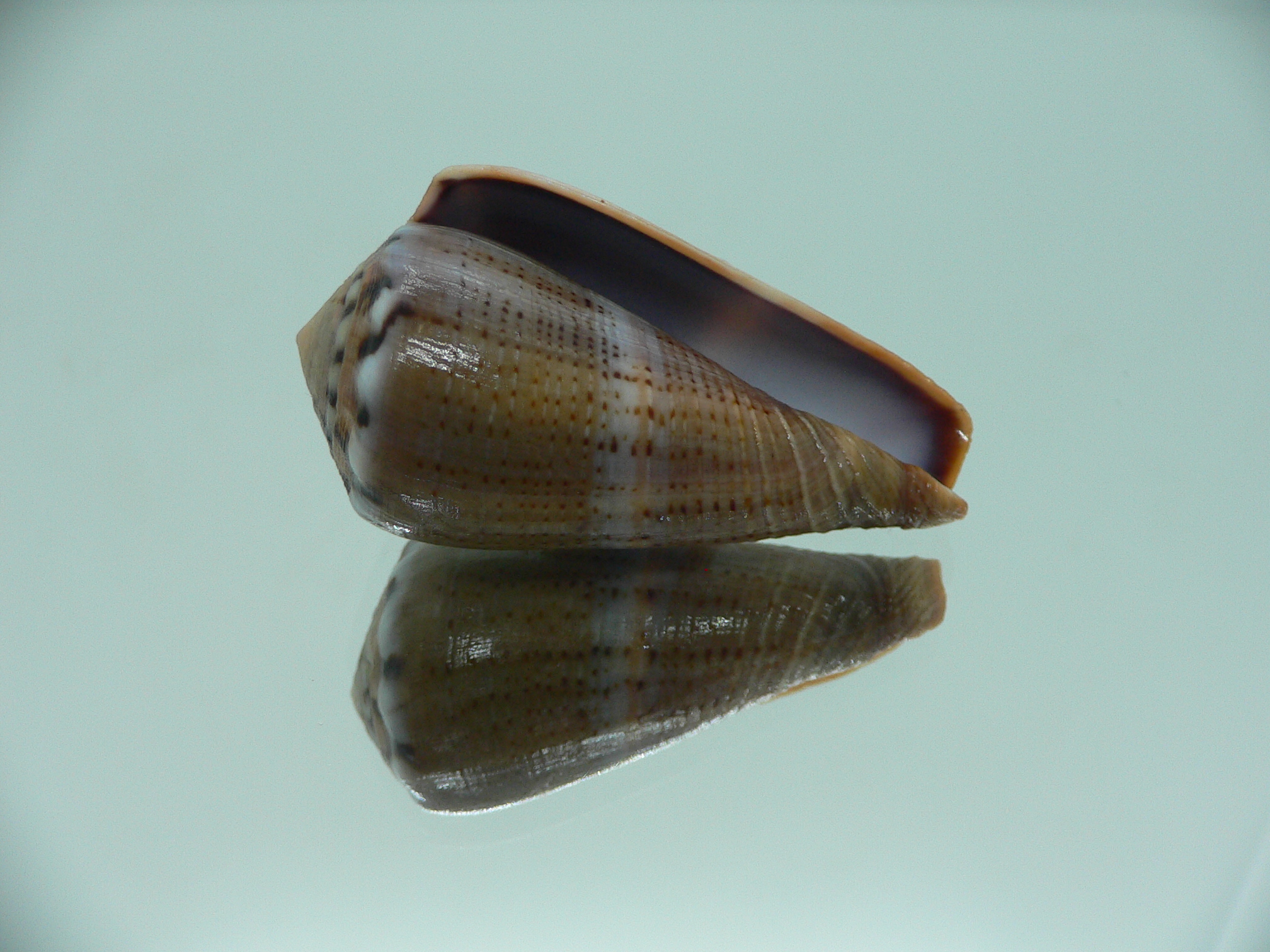 Conus biliosus INDIAN FORM