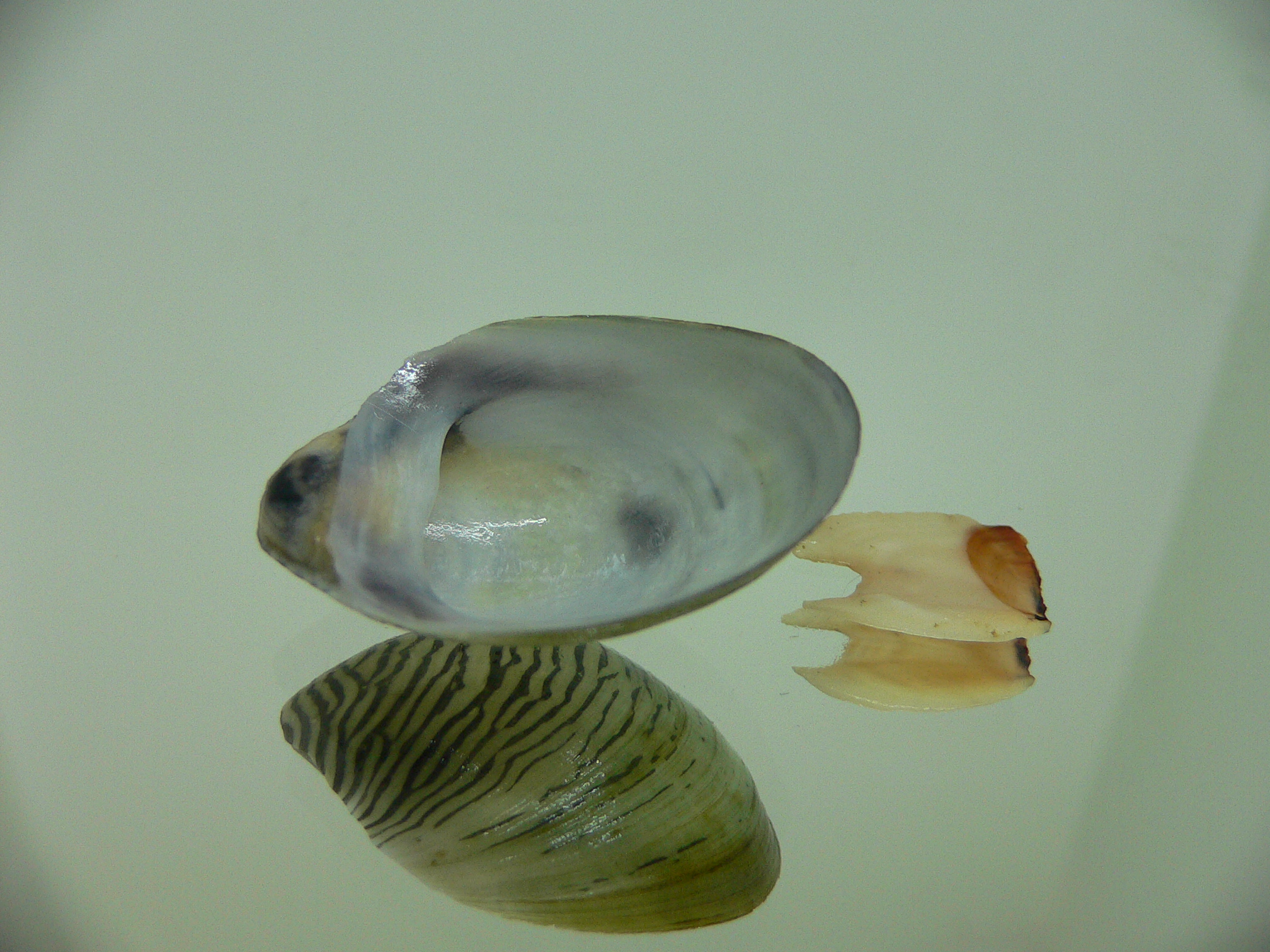Septaria cumingiana BIG 1