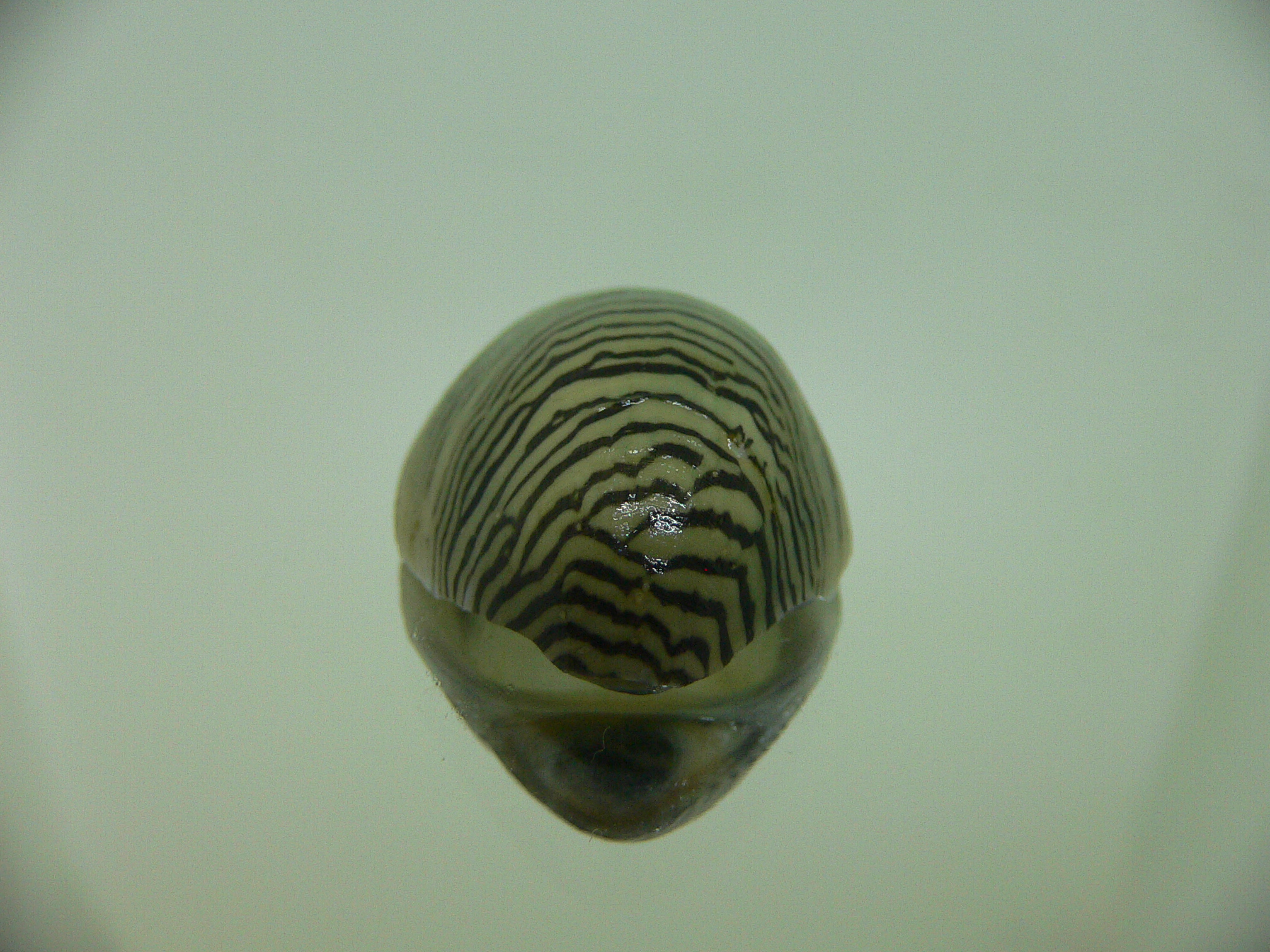 Septaria cumingiana BIG 1