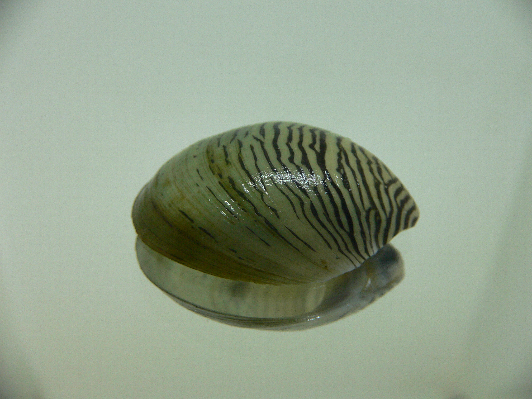 Septaria cumingiana BIG 1