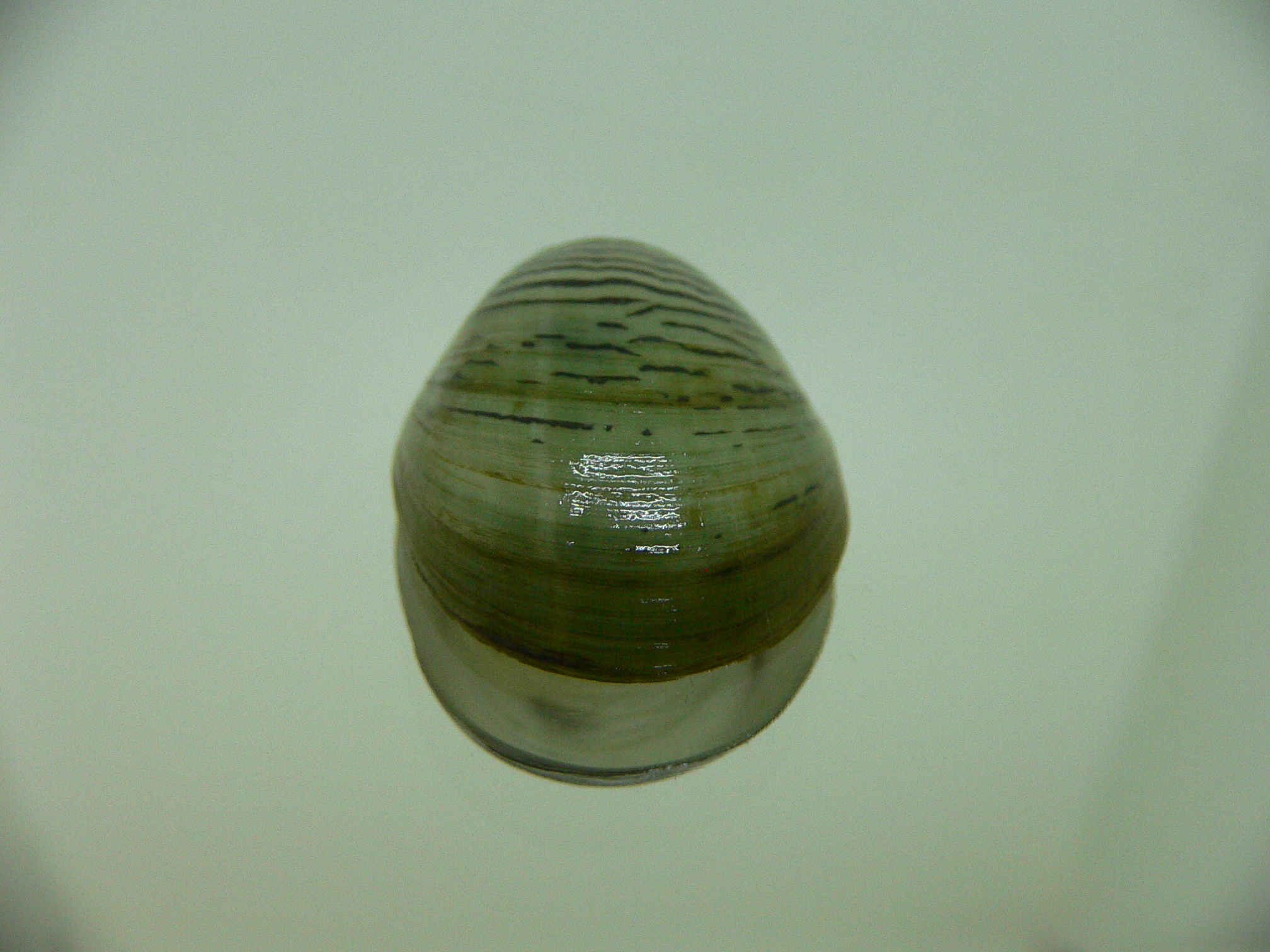 Septaria cumingiana BIG 1