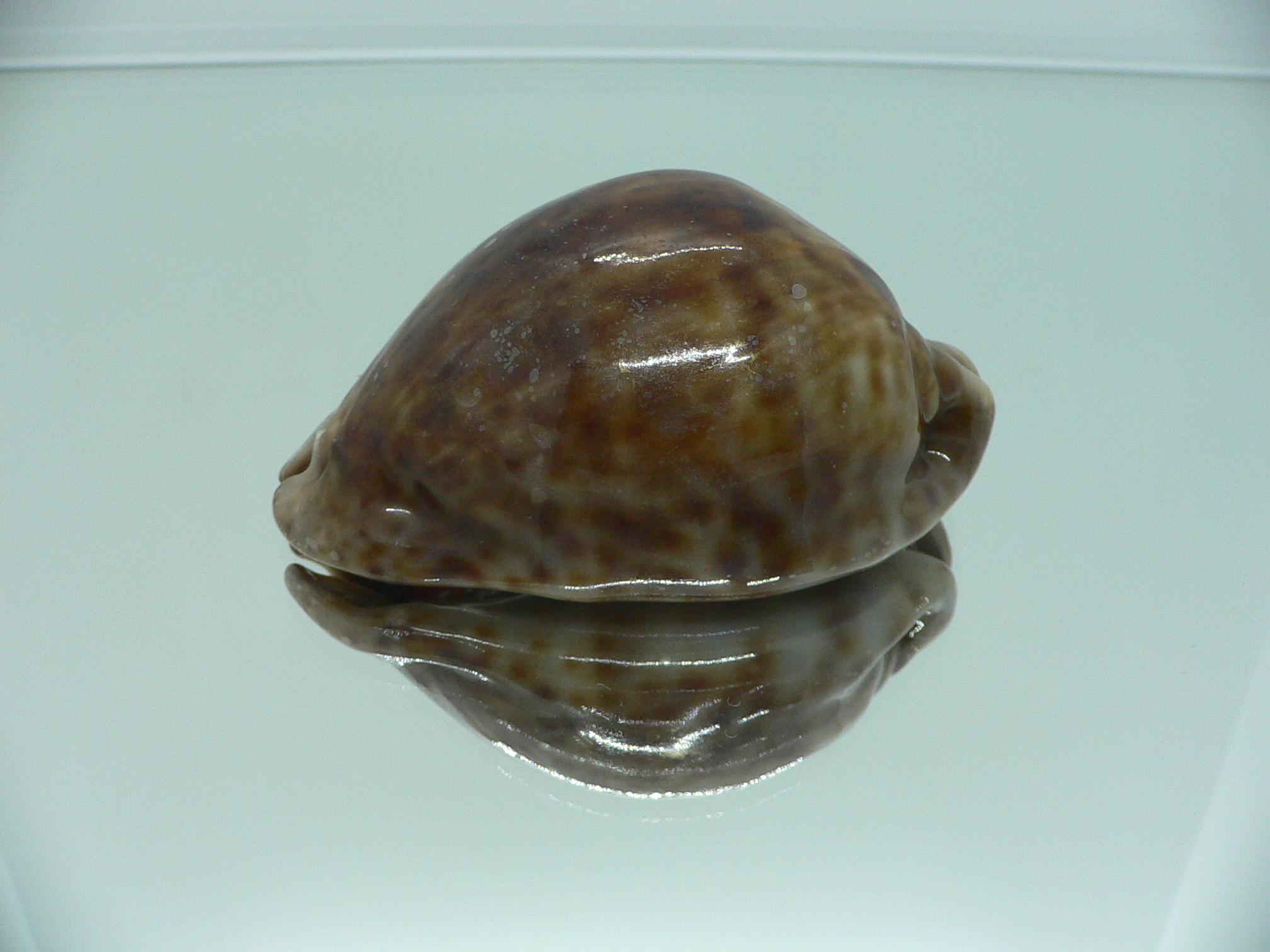 Cypraea stercoraria SMOKY BASE