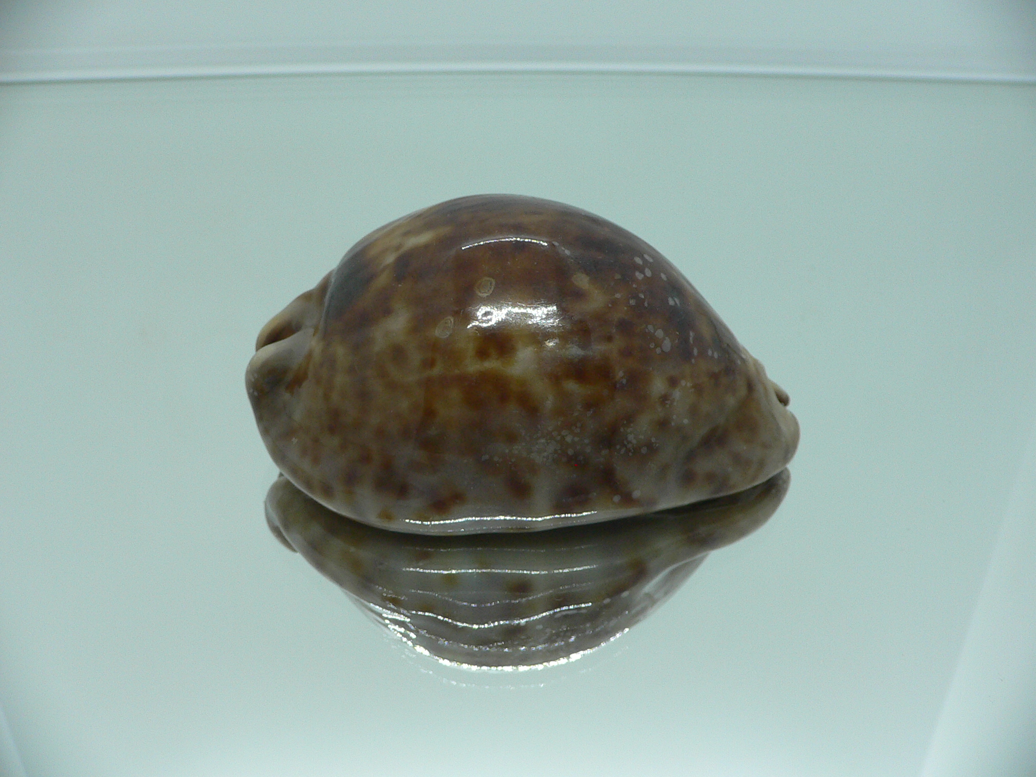 Cypraea stercoraria SMOKY BASE