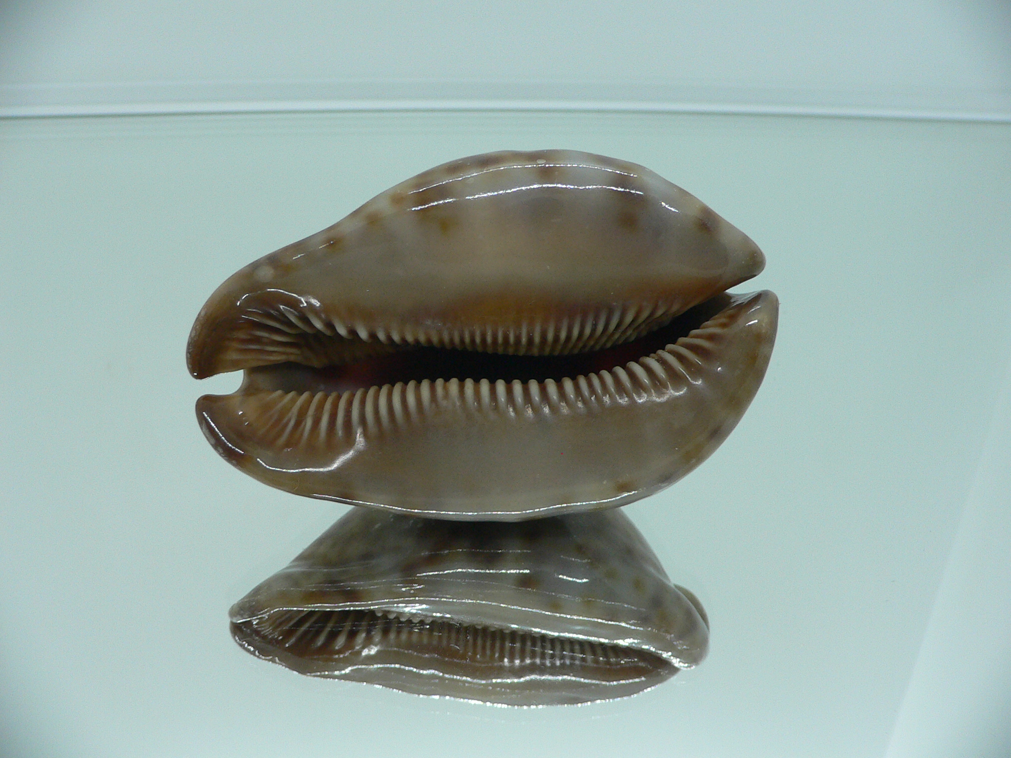 Cypraea stercoraria SMOKY BASE
