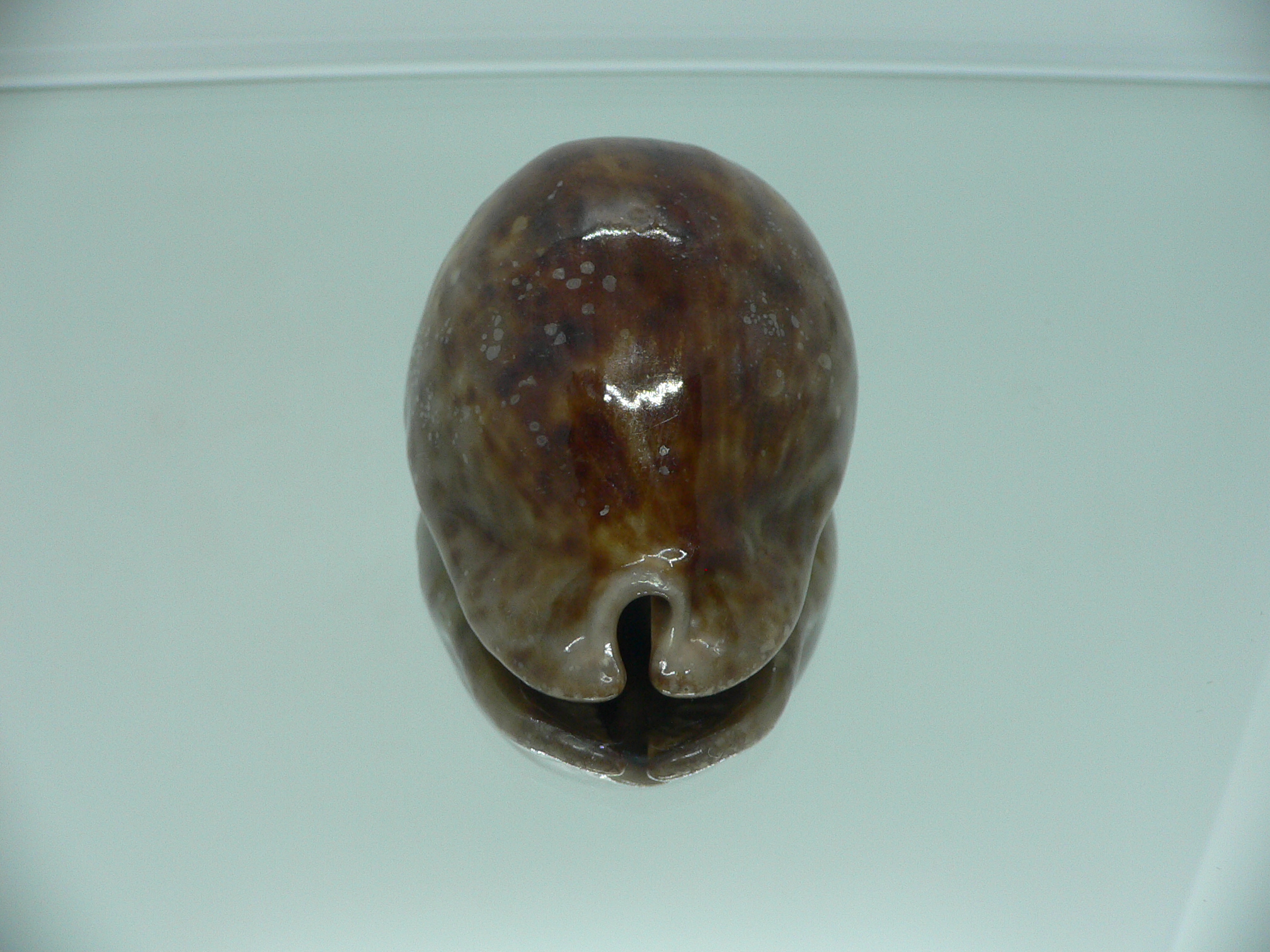 Cypraea stercoraria SMOKY BASE