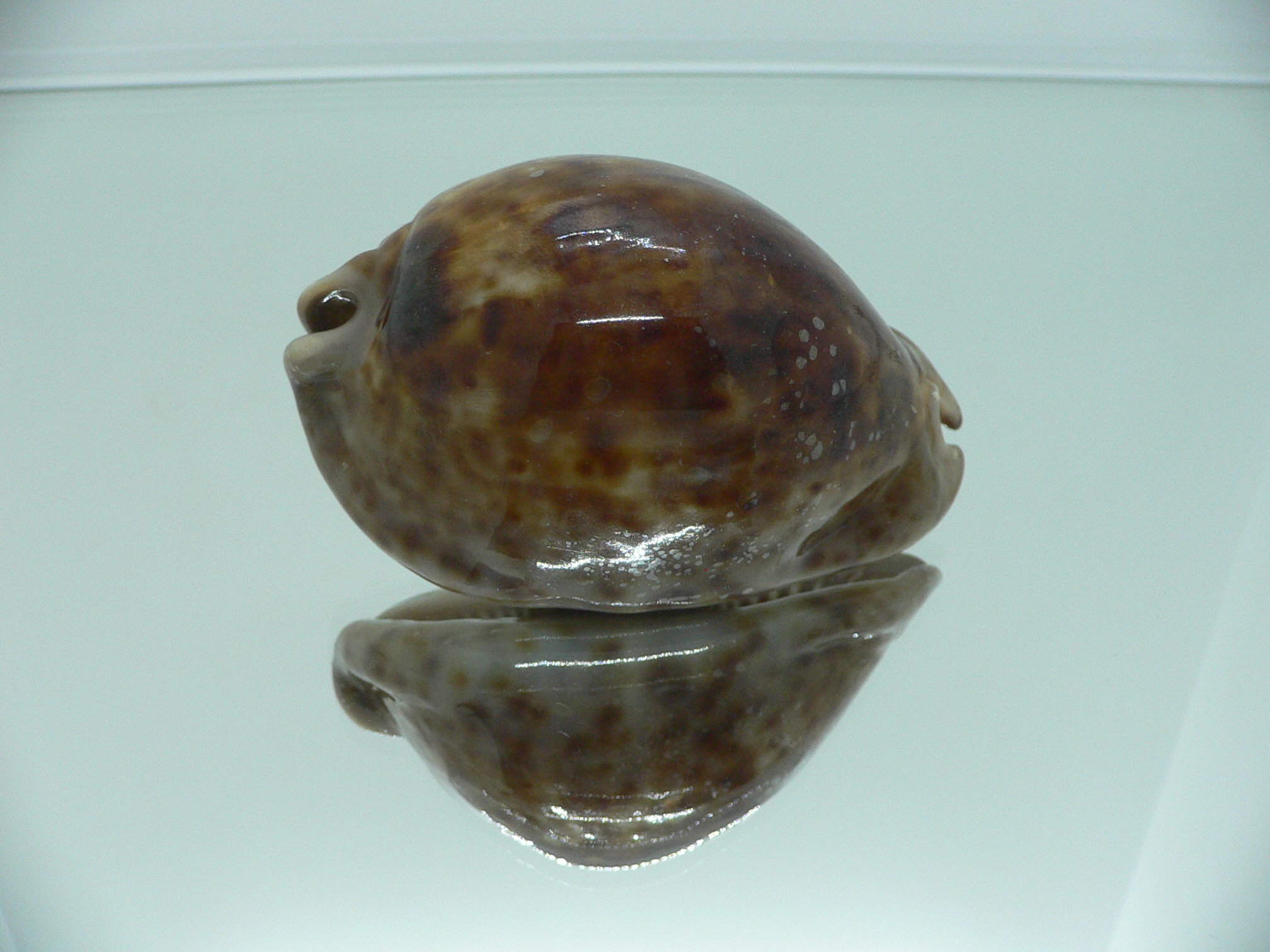 Cypraea stercoraria SMOKY BASE