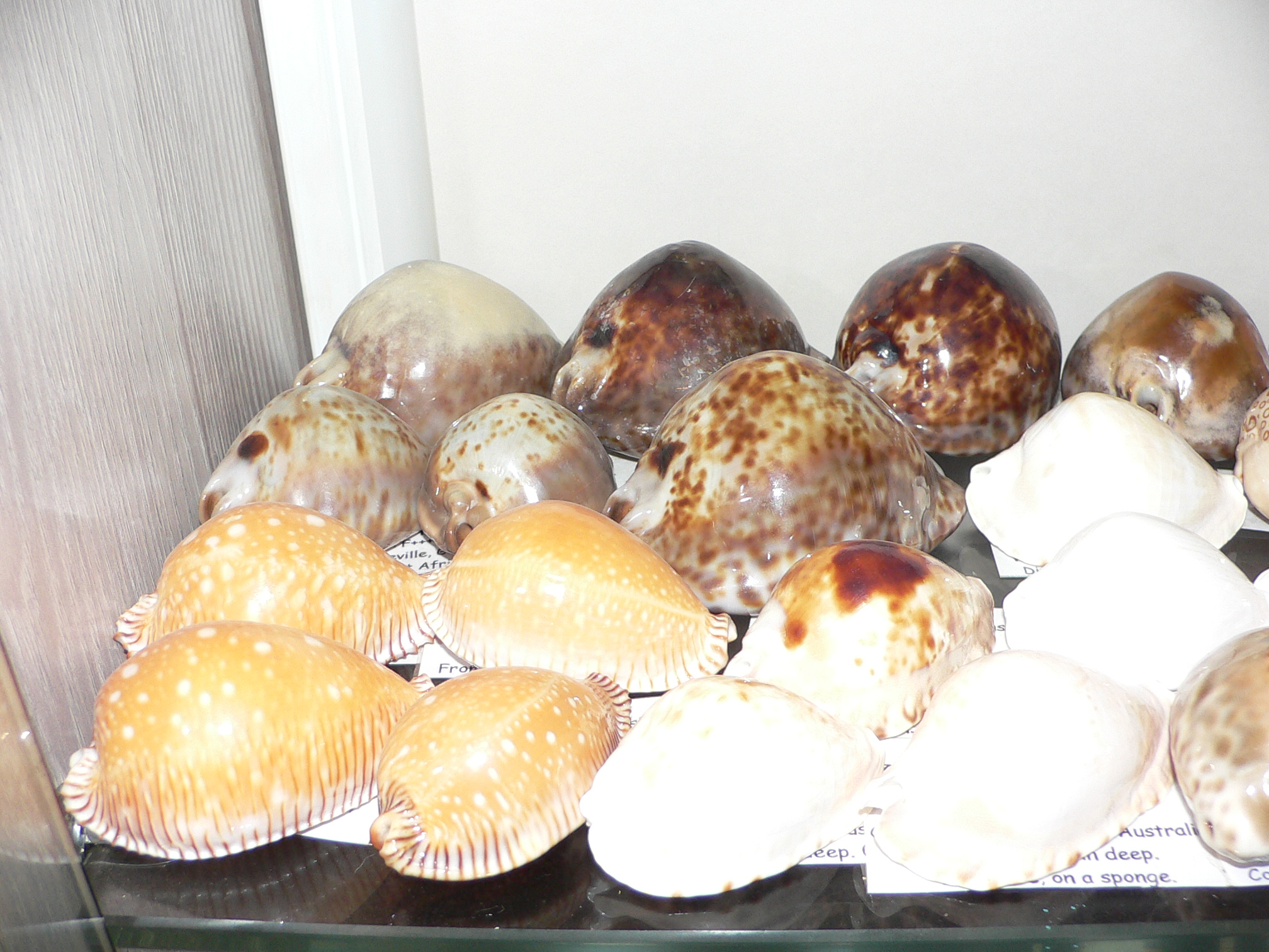Cypraea stercoraria SMOKY BASE
