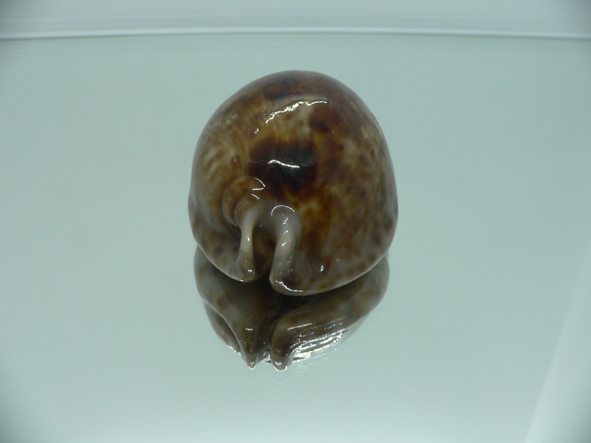 Cypraea stercoraria SMOKY BASE
