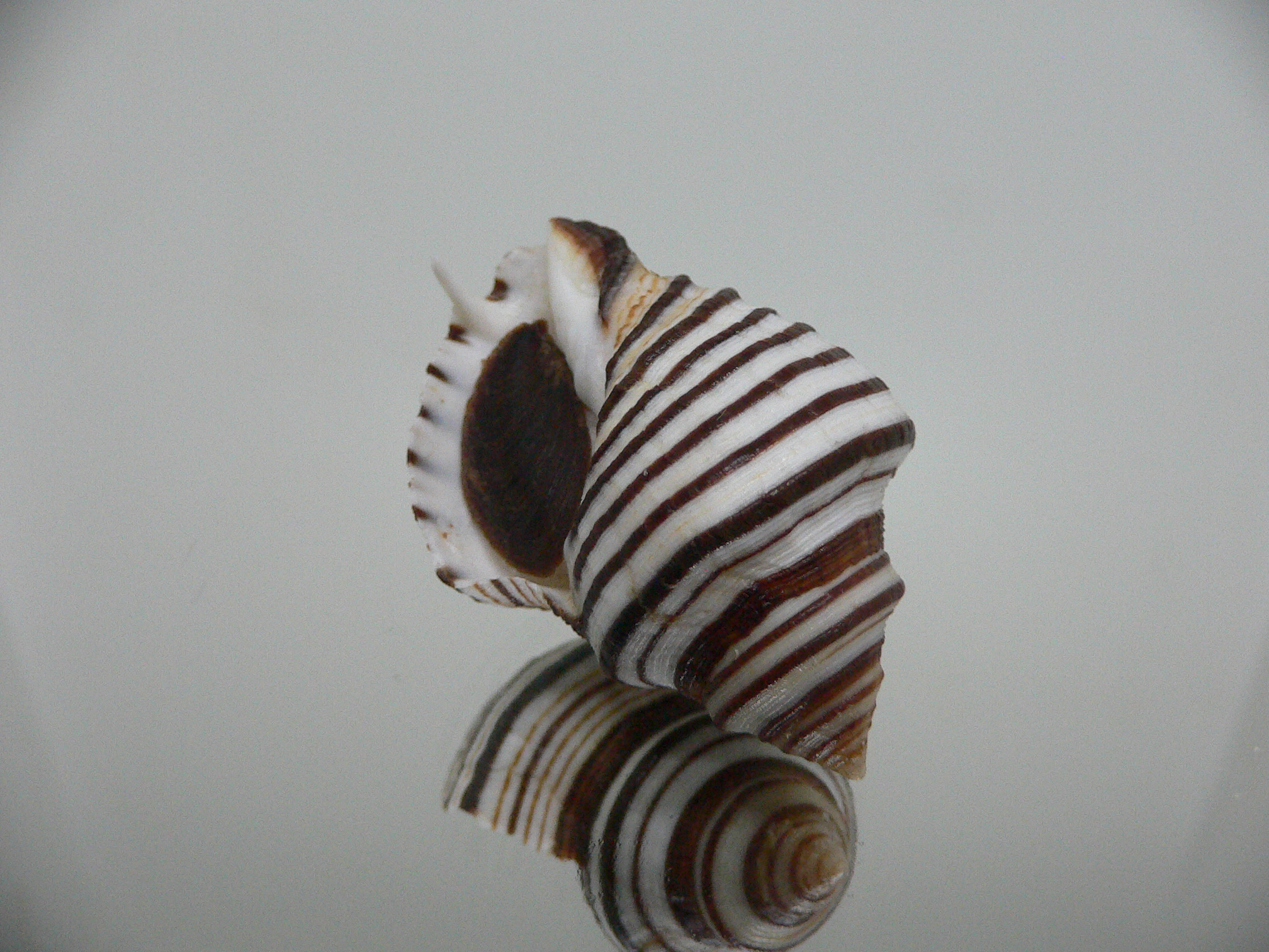 Opeatostoma pseudodon