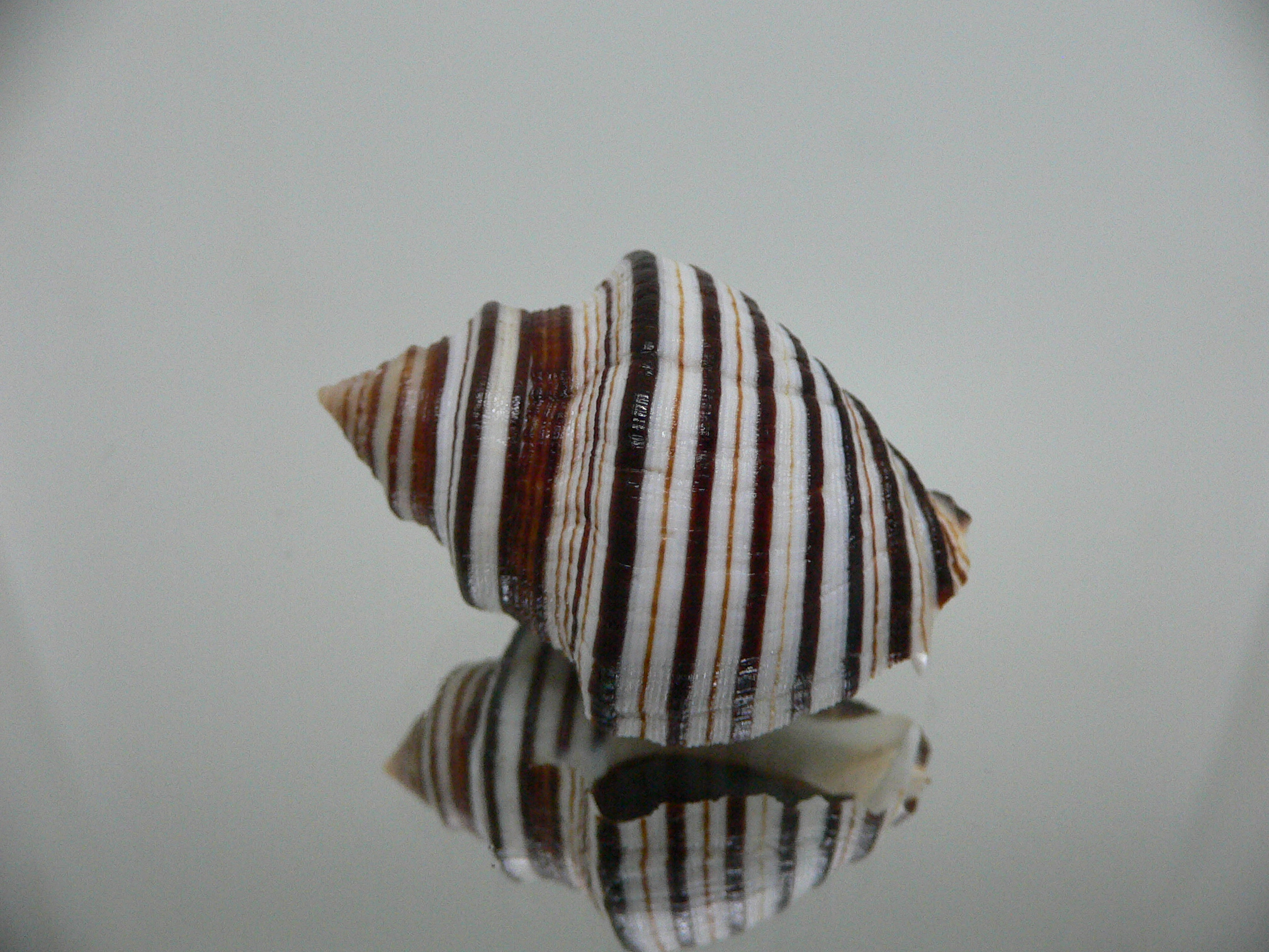 Opeatostoma pseudodon