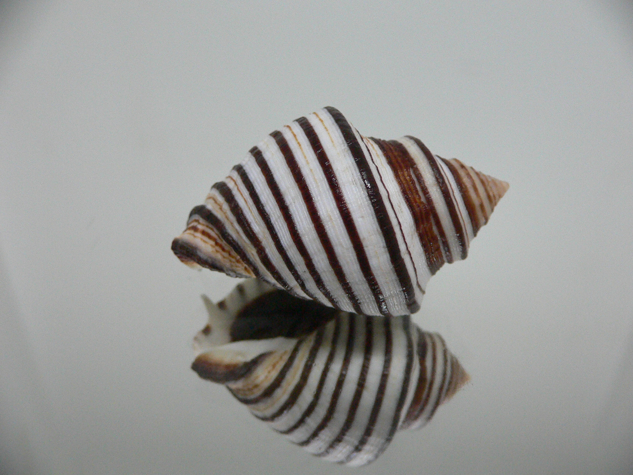 Opeatostoma pseudodon