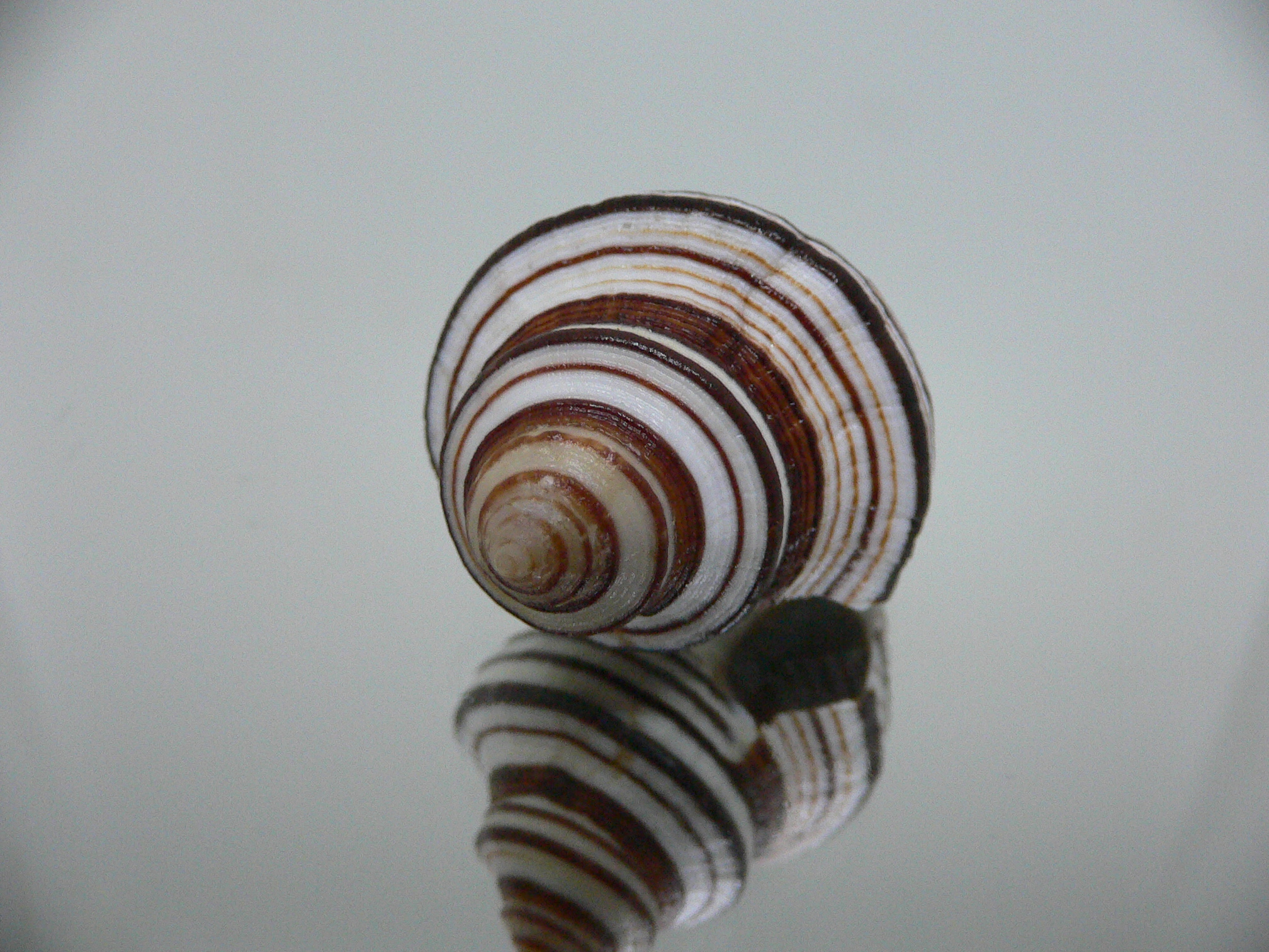 Opeatostoma pseudodon