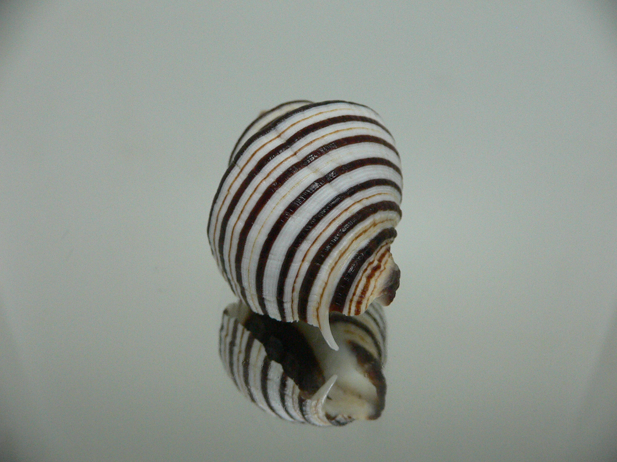 Opeatostoma pseudodon