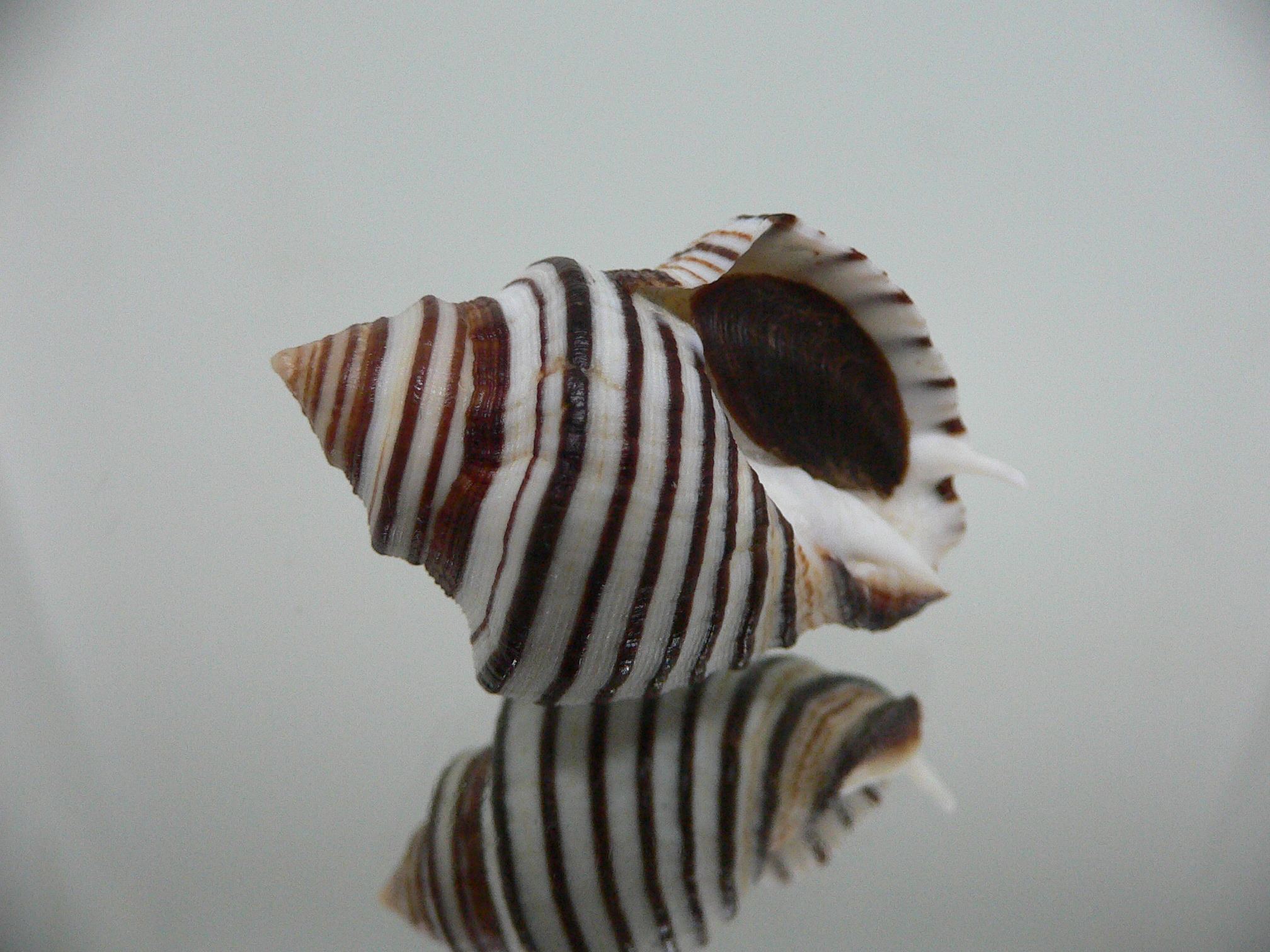 Opeatostoma pseudodon