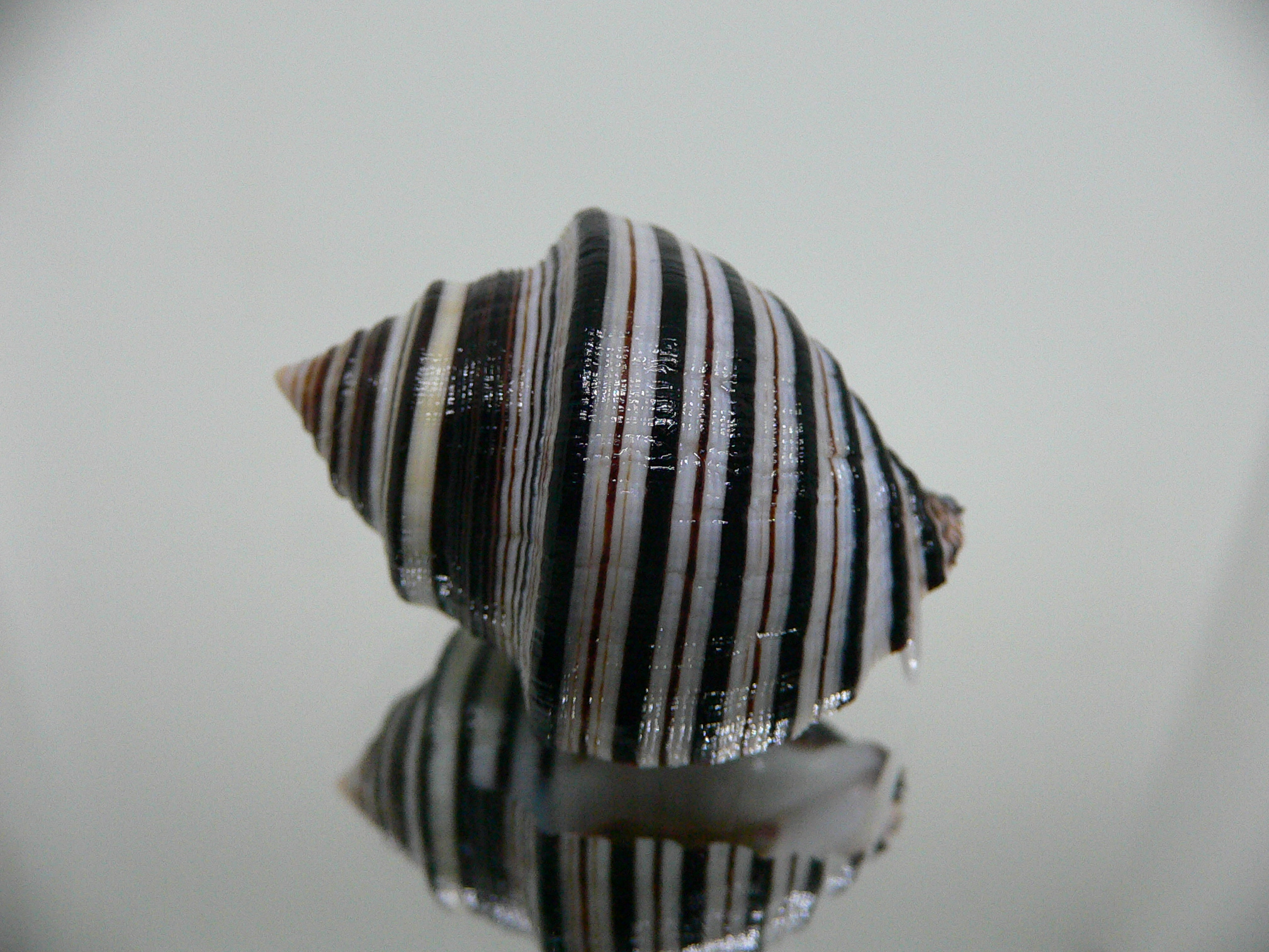 Opeatostoma pseudodon