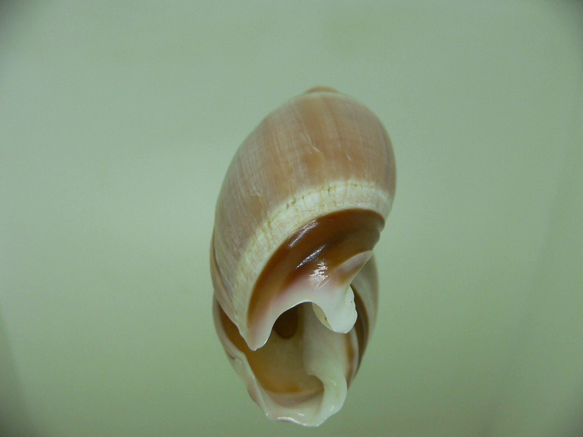 Amalda rubiginosa albocallosa VERY BIG