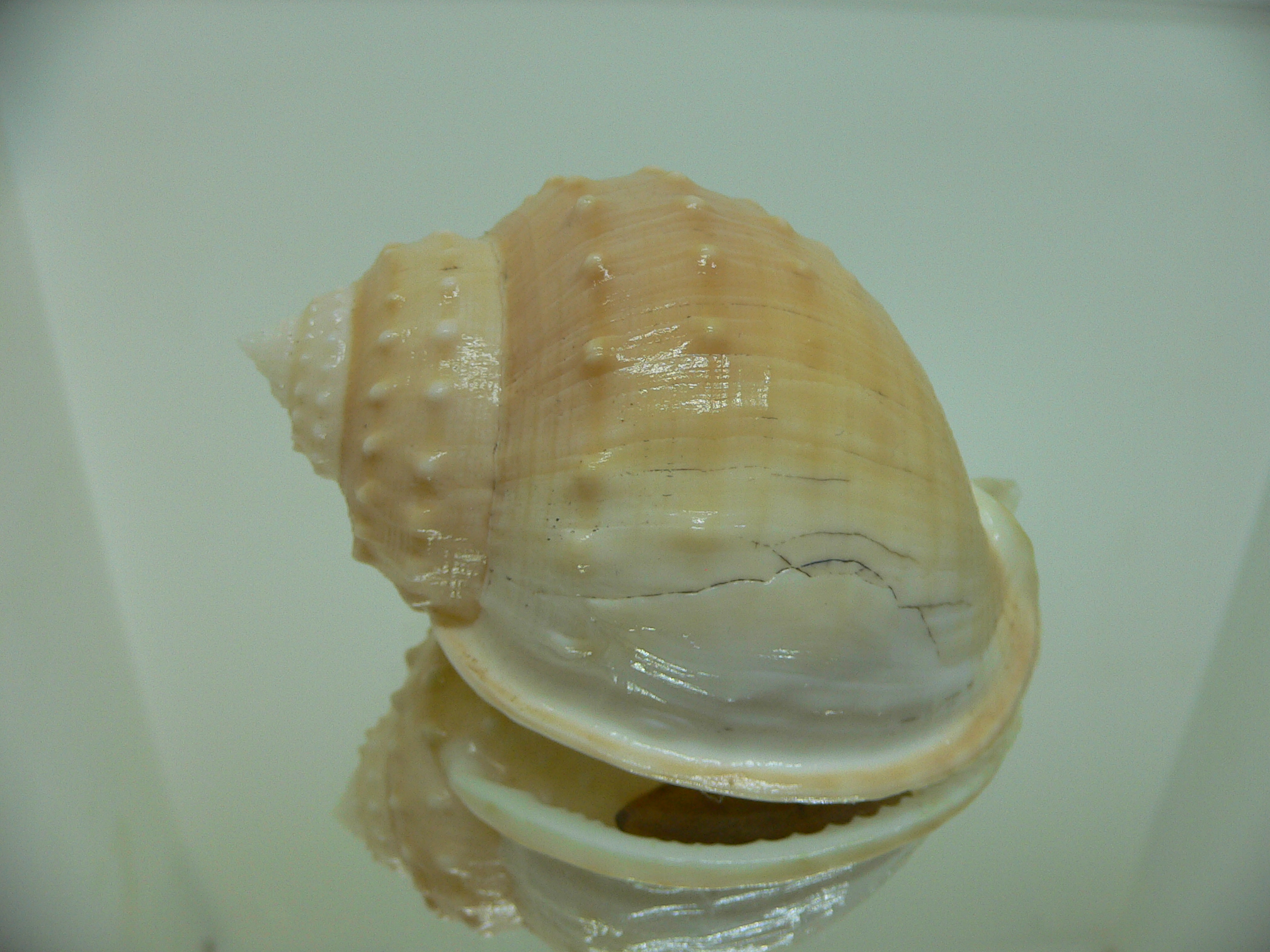 Echinophoria carnosa BIG
