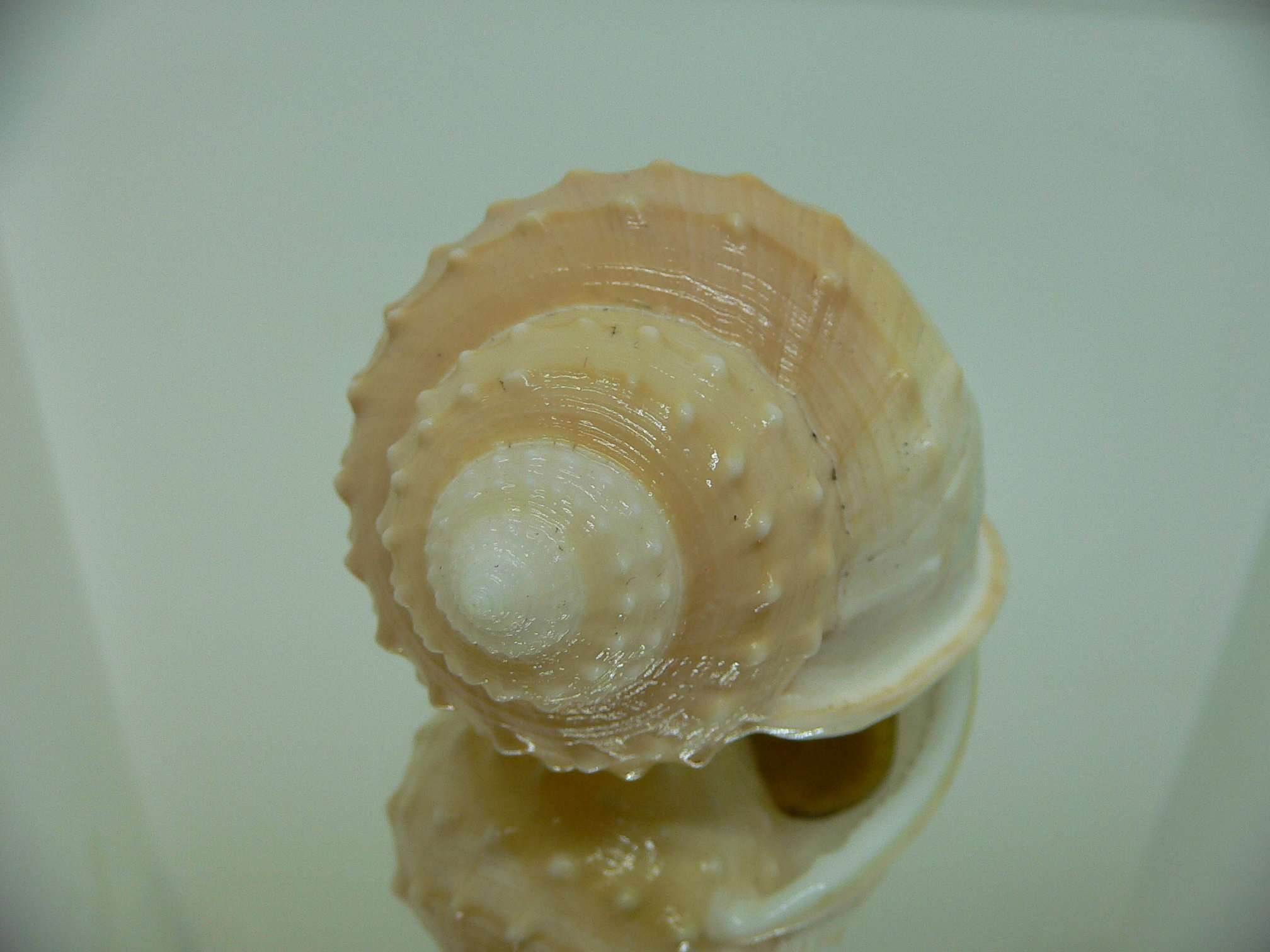 Echinophoria carnosa BIG