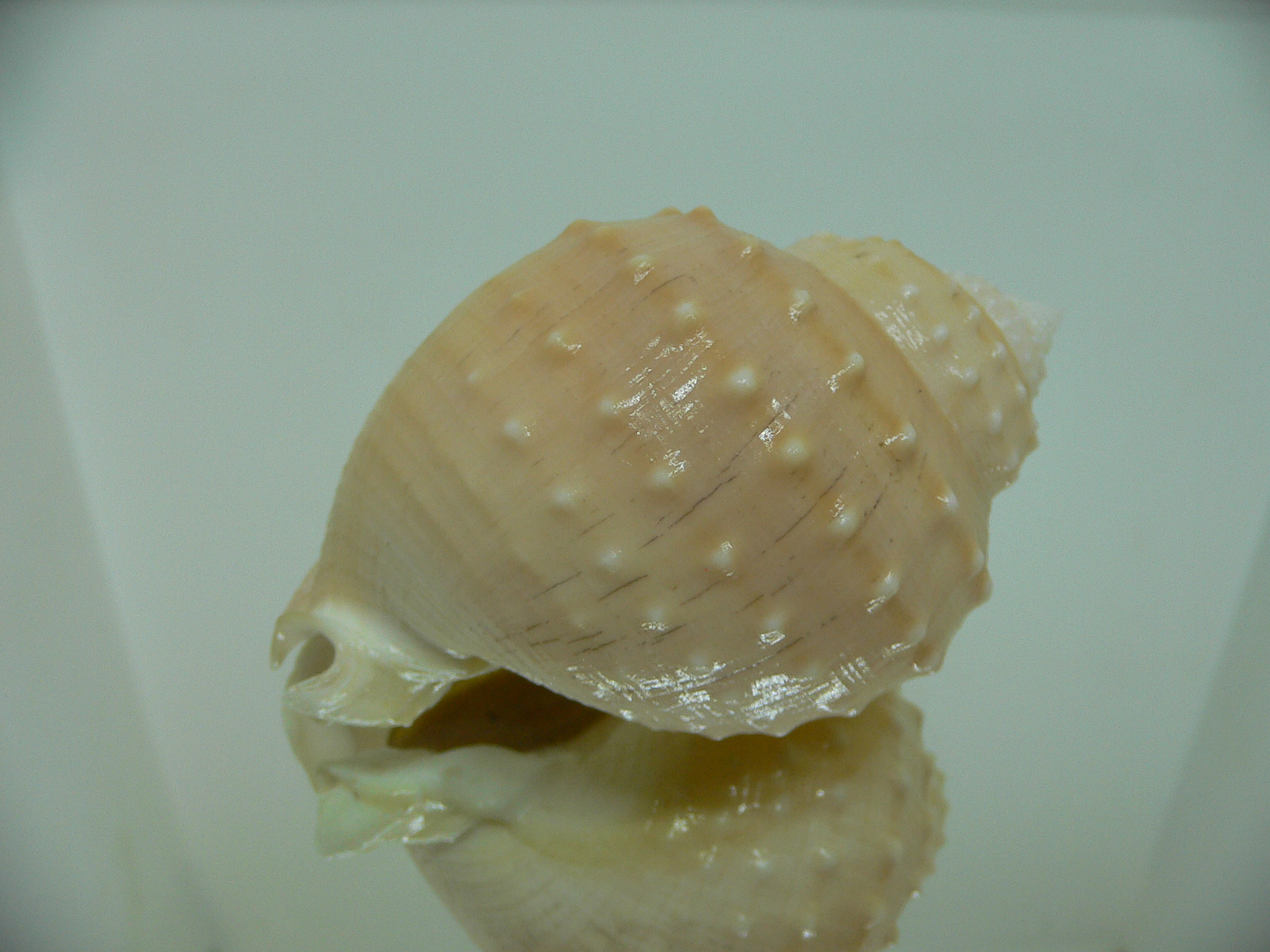 Echinophoria carnosa BIG
