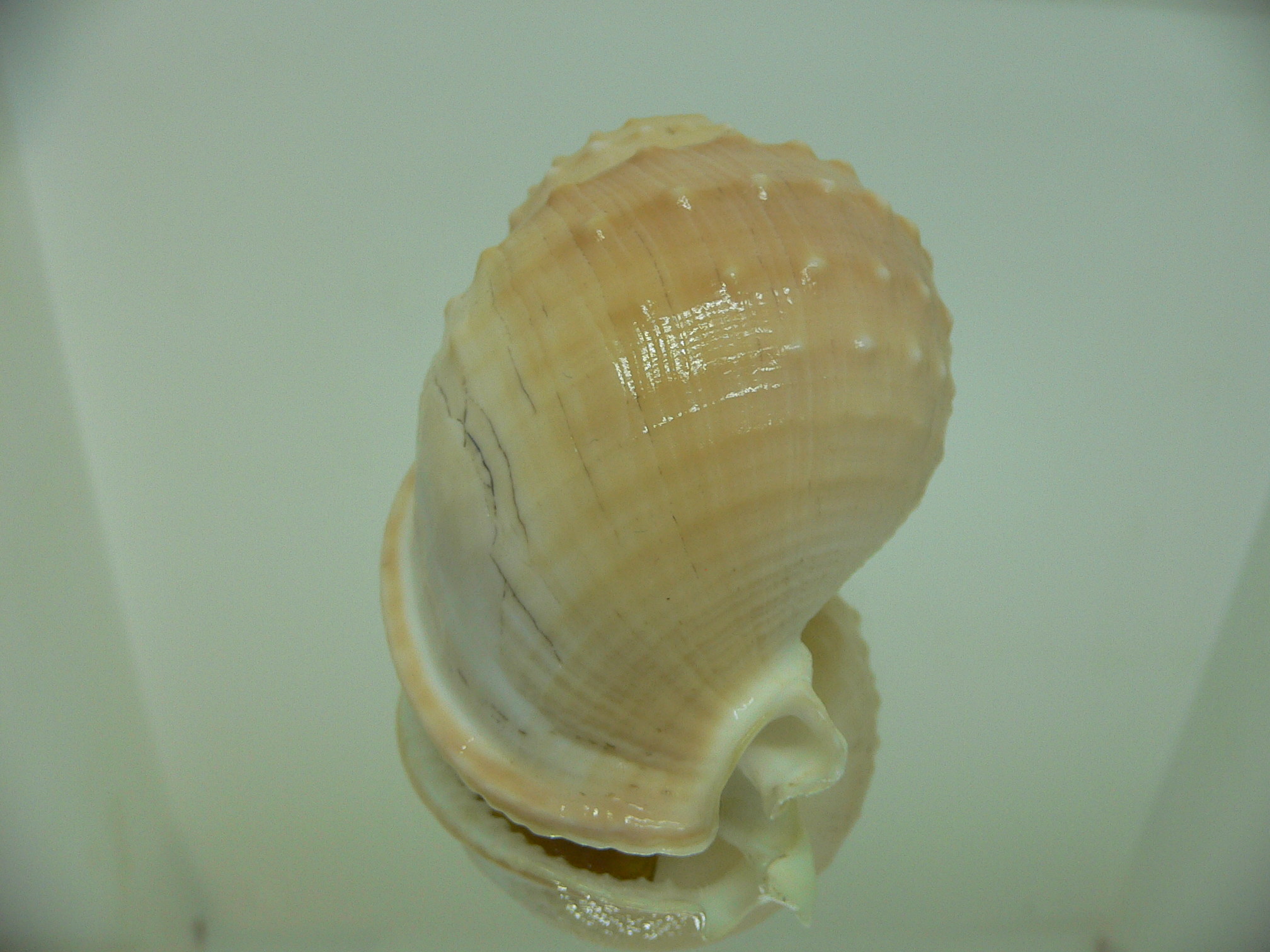 Echinophoria carnosa BIG