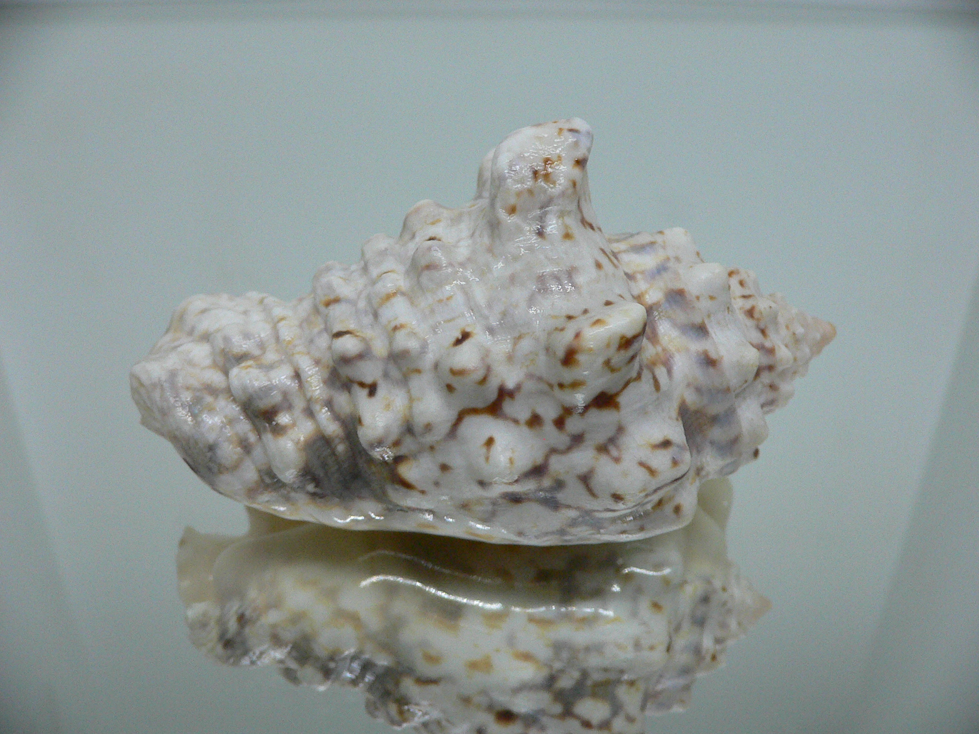 Lentigo lentiginosus MASSIVE