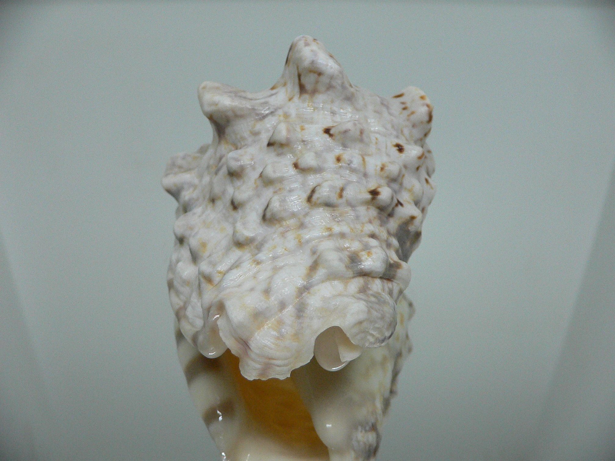 Lentigo lentiginosus MASSIVE