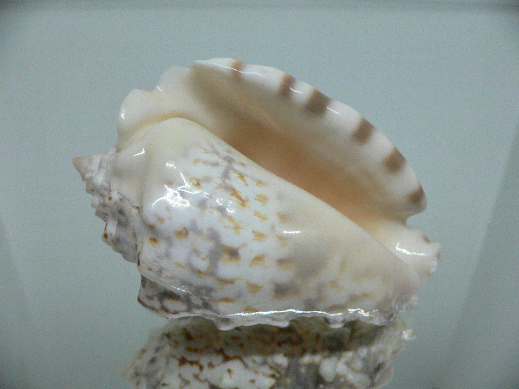 Lentigo lentiginosus MASSIVE